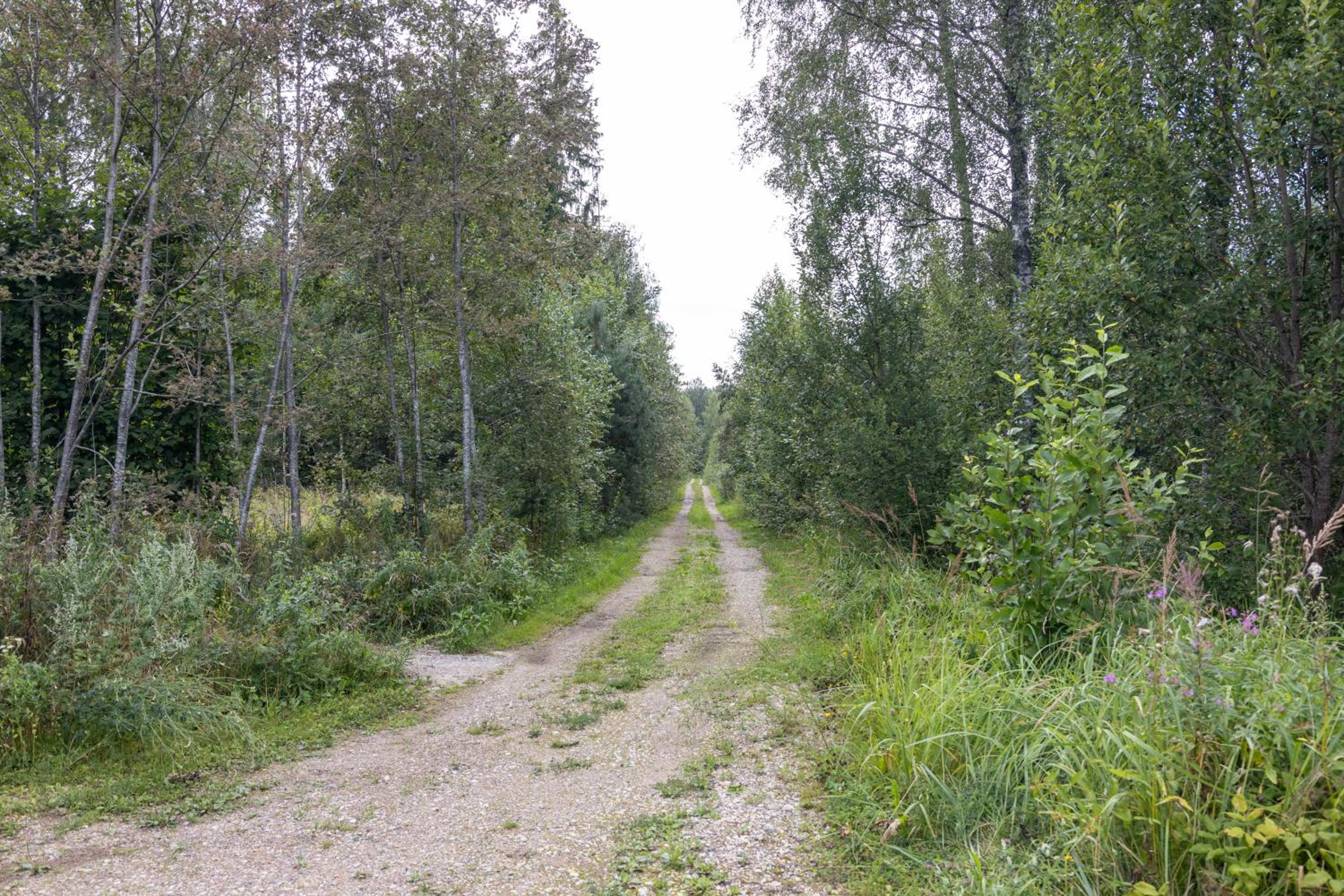 Väike maja metsa sees