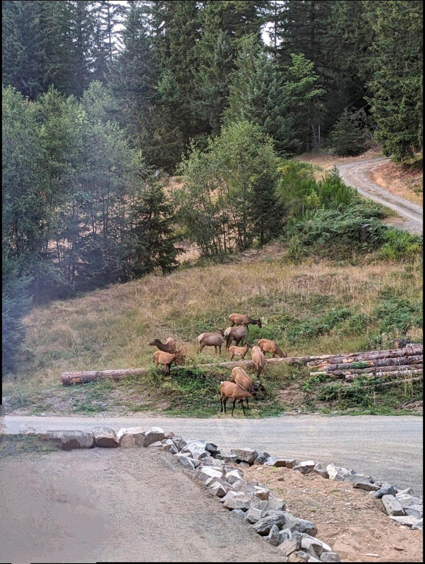 Bugling Elk Bungalow