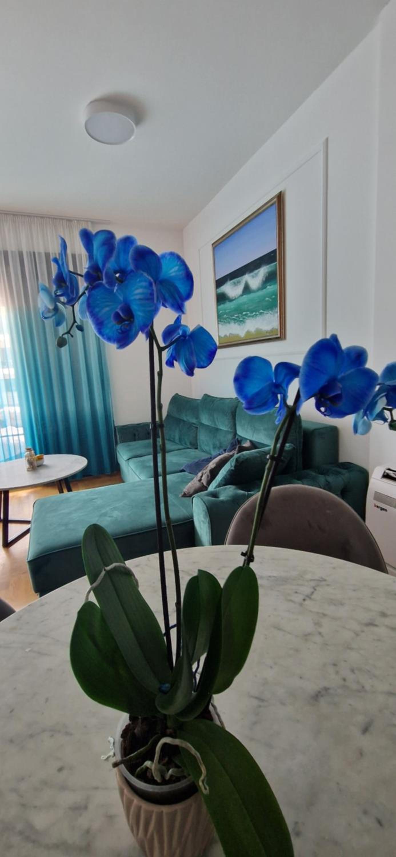 Plava orhideja apartman