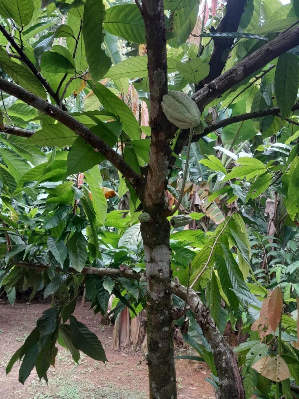Cabinas Corcovado Green Parrot, Los Planes Drake