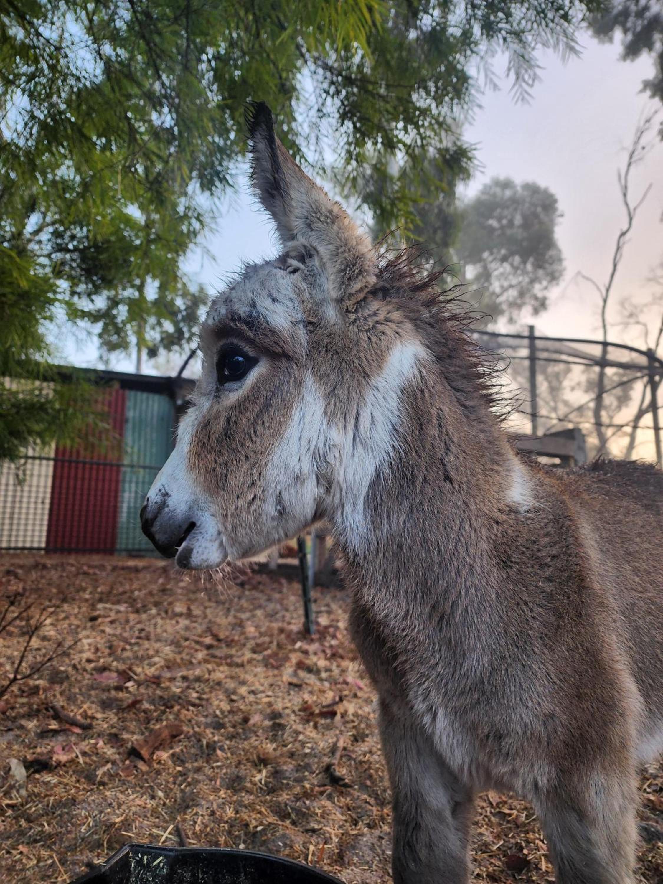 SilverSprings Spa Retreat Pet Friendly Cottages and Glampings