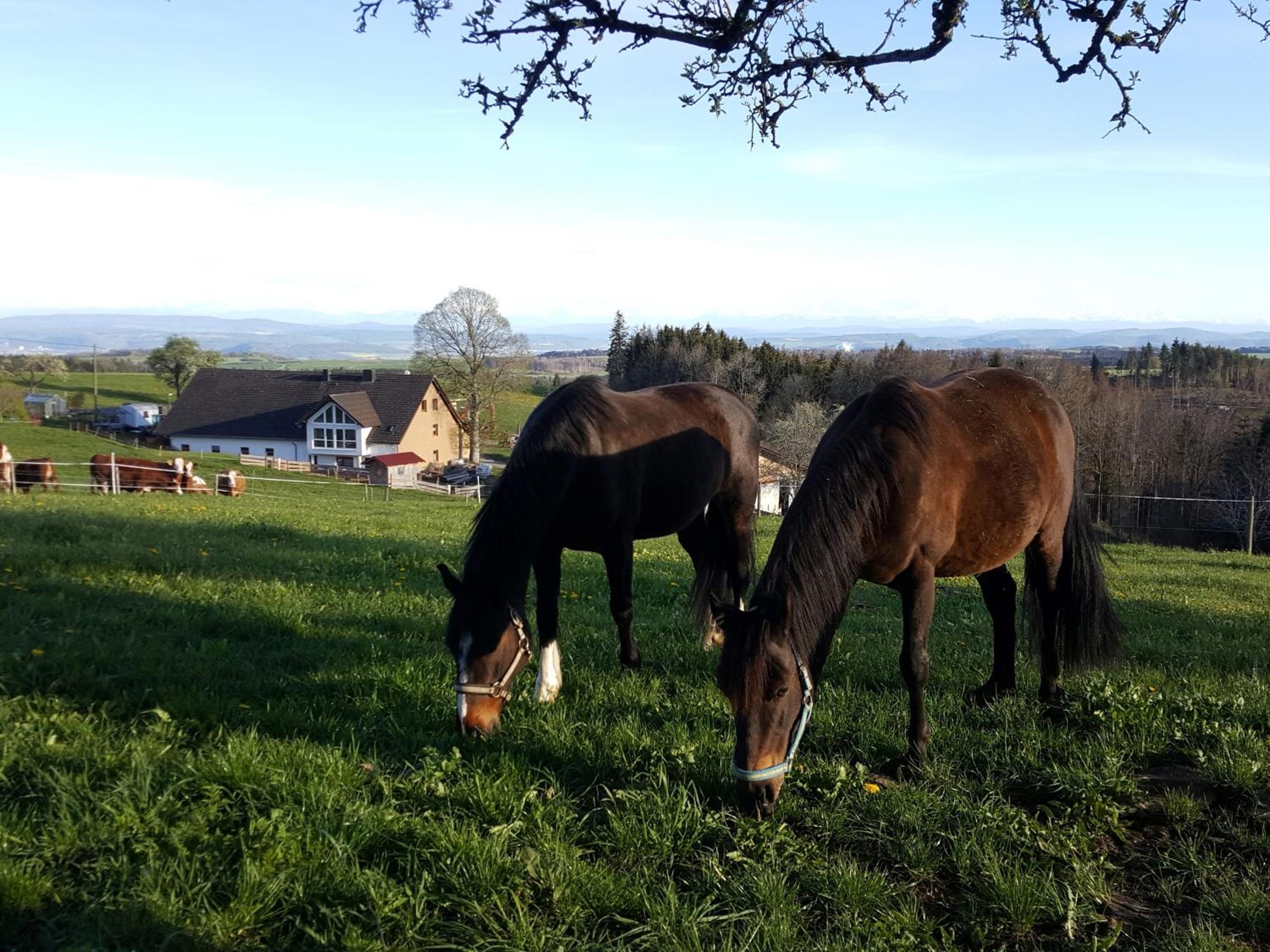 Fischerhof view 3