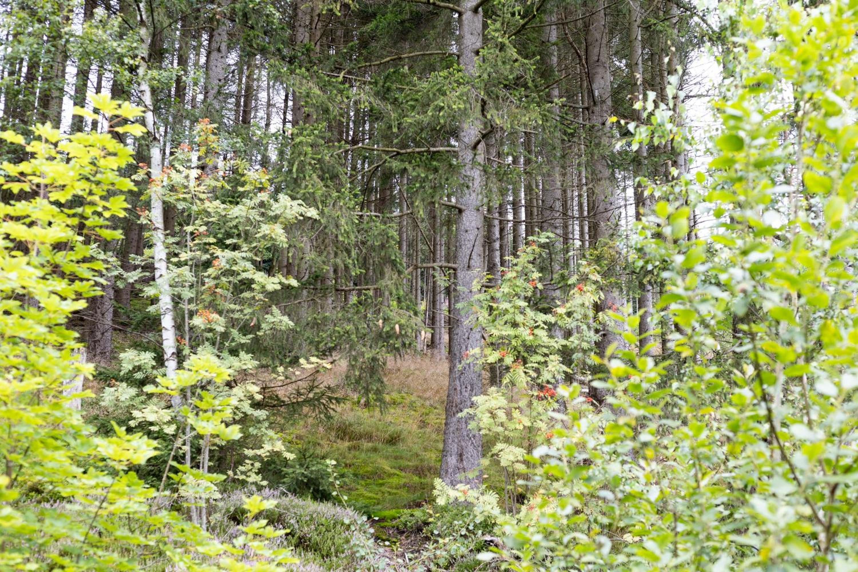 Photo 44