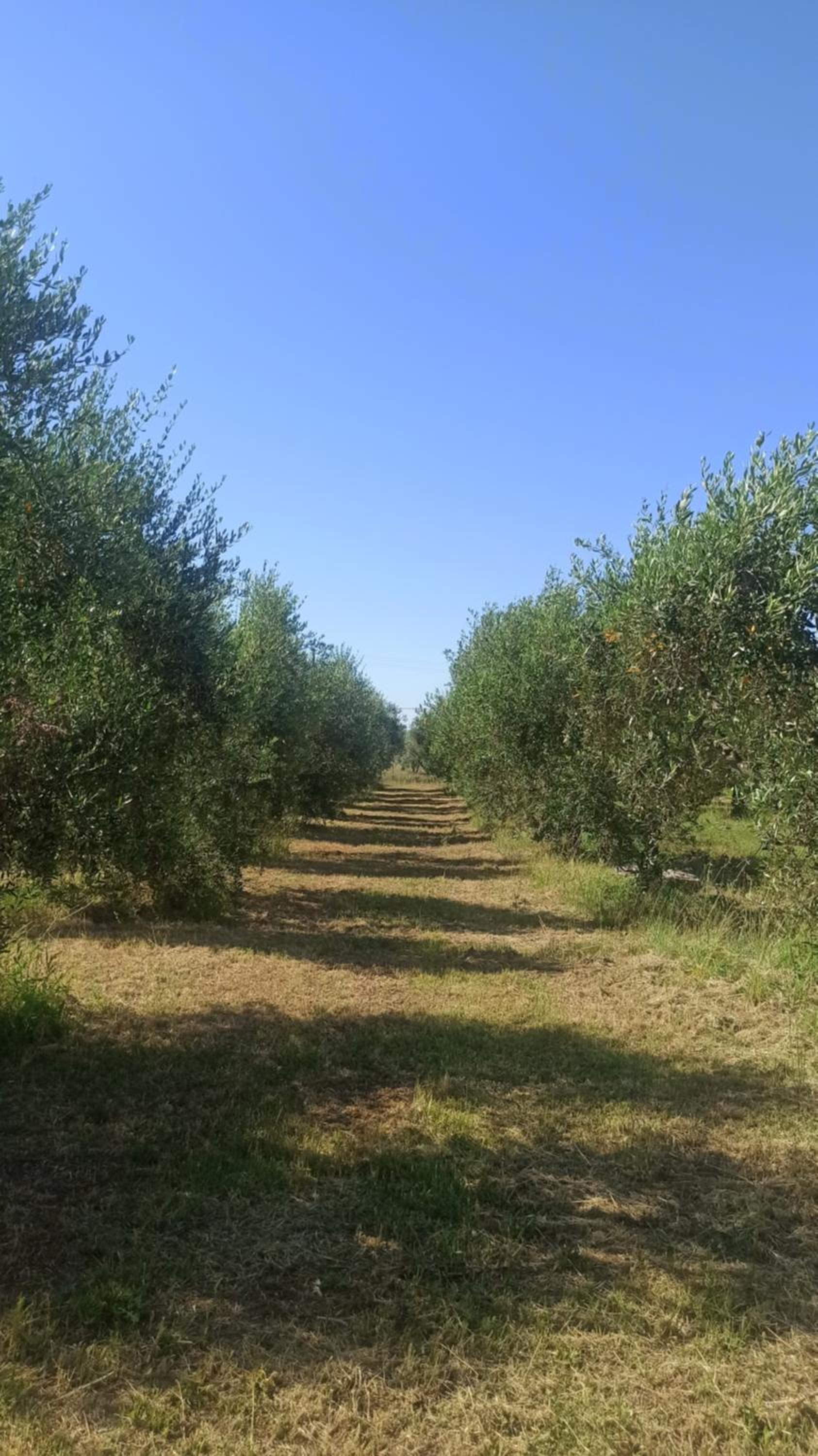 Agriturismo La tana della volpe view 2