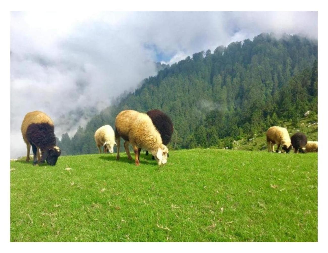 Vrinda's Mud House, Dalhousie view 5