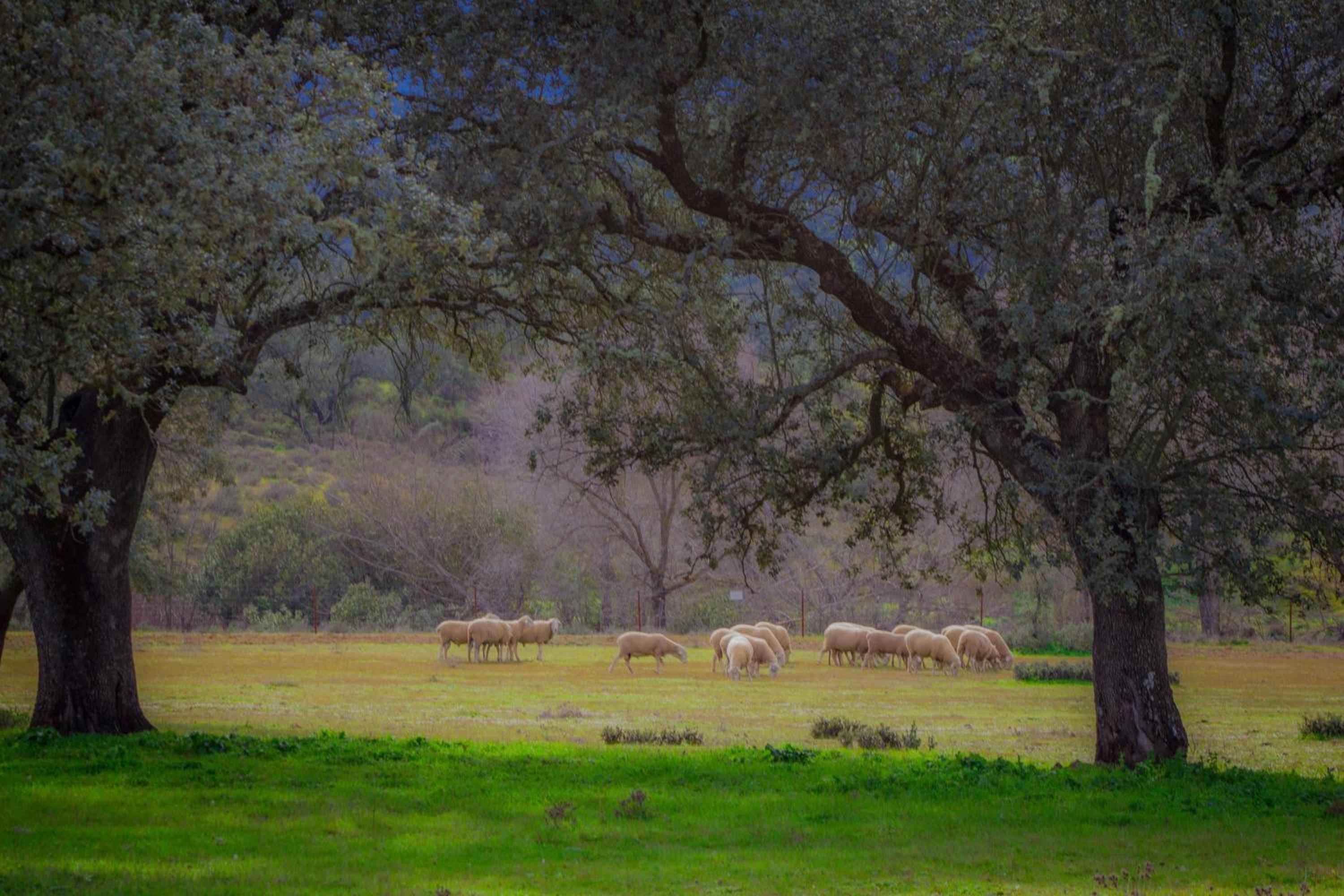 Cortijo Los Tomillares
