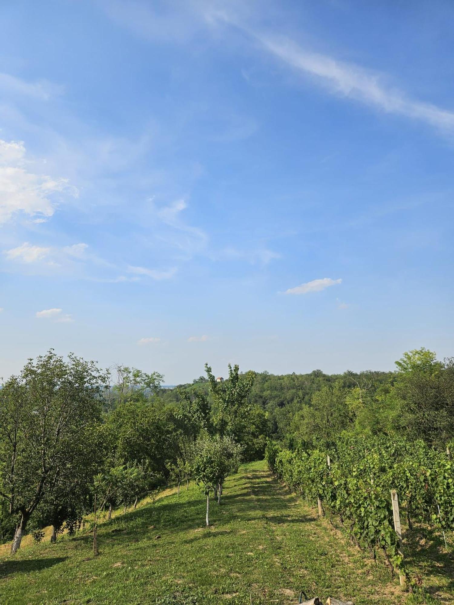 Kuća za odmor Kustura view 3