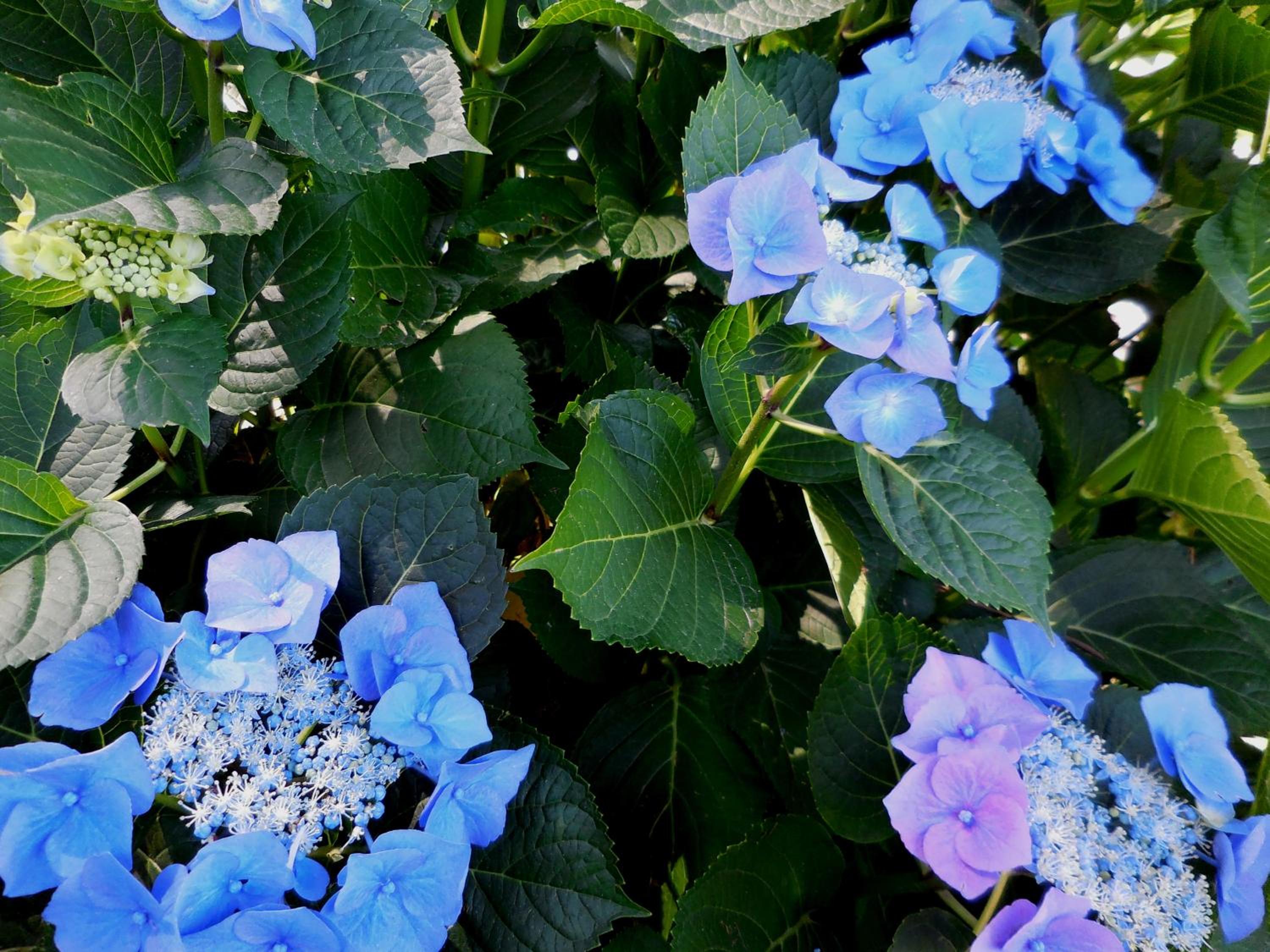 Photo 45