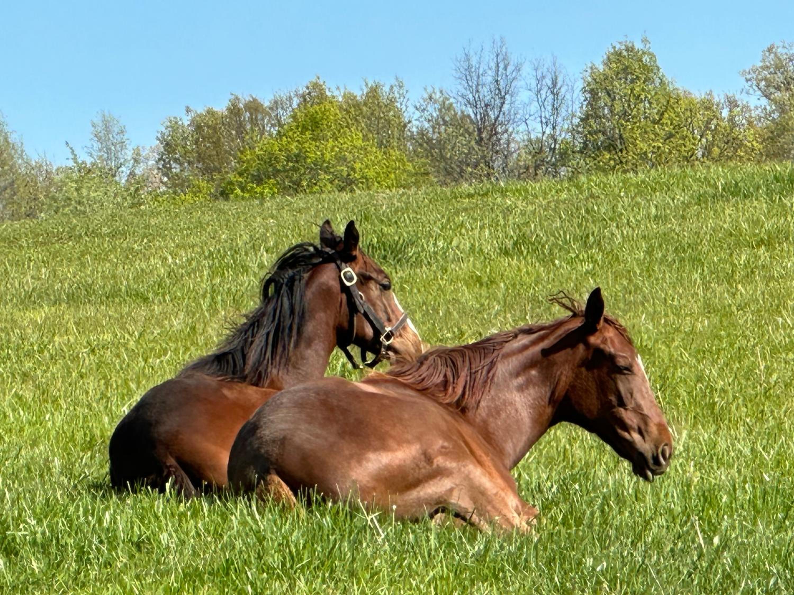 Pillow and Paddock B&B