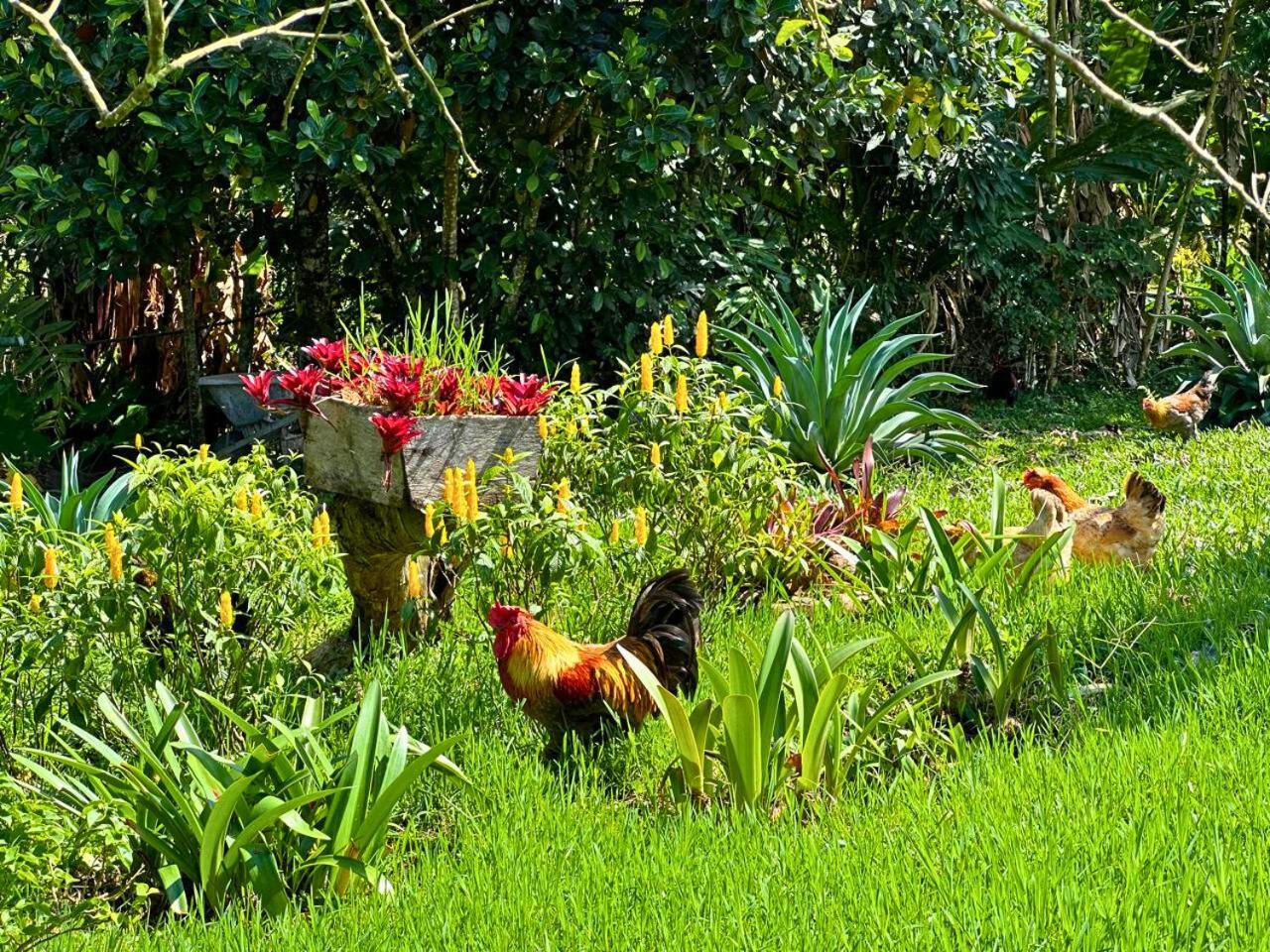 El Ensueño Ecohostal & Glamping