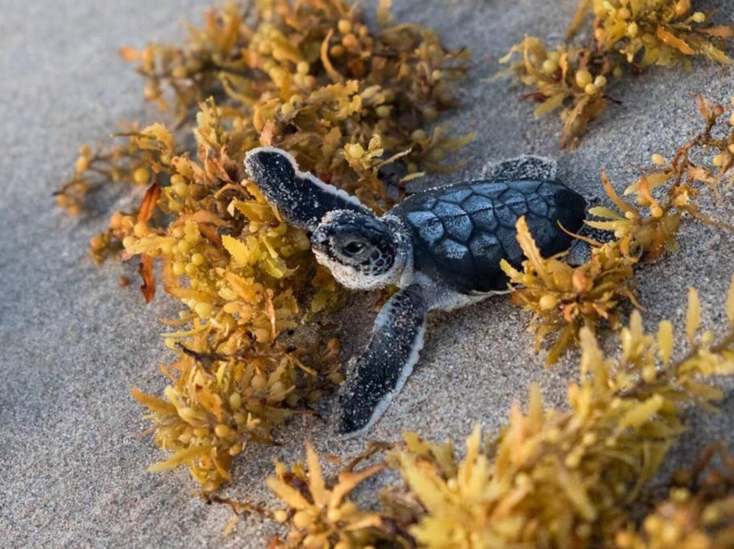 Gardens Getaway - A Family Retreat - Property Image 24