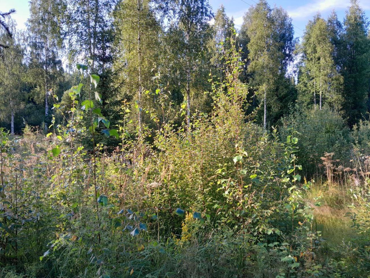 Rauhallinen mökki
