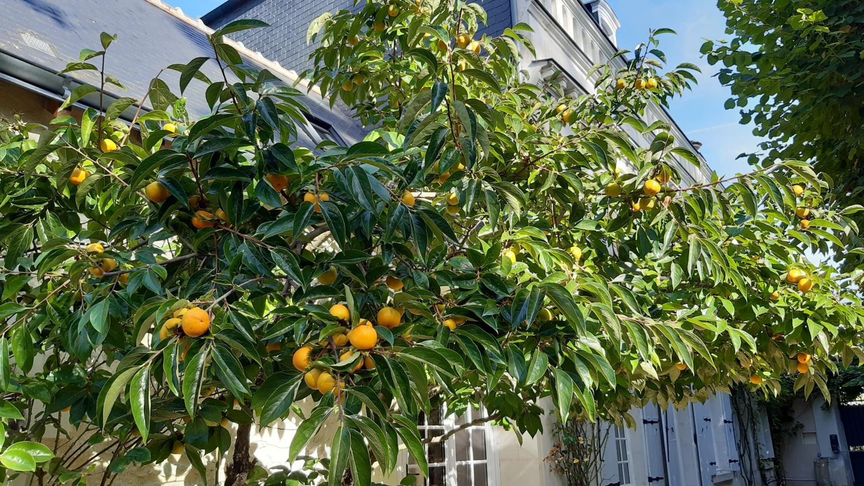 Photo 40