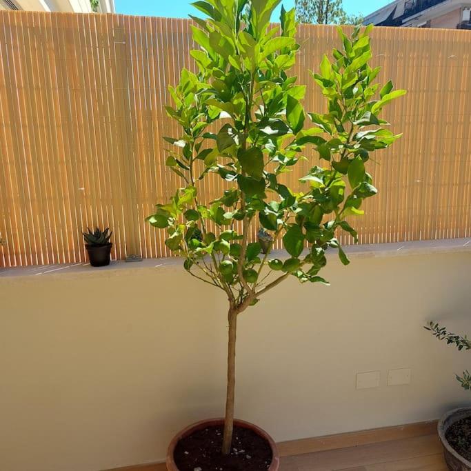 Monolocale nuova costruzione con giardino
