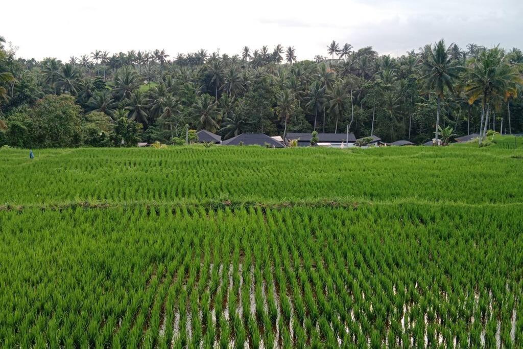 green rice view villa view 3