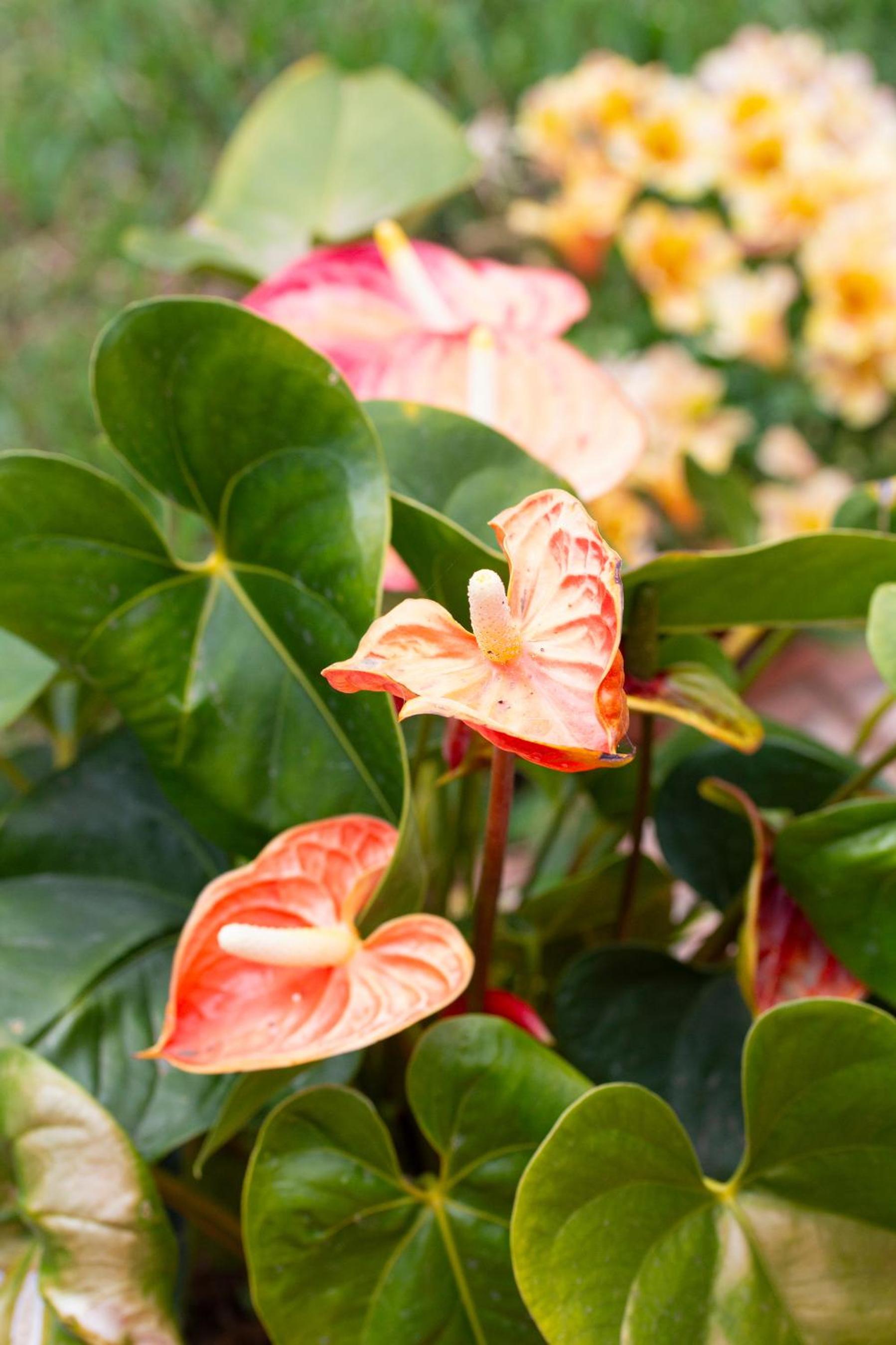 La Perla Exotica