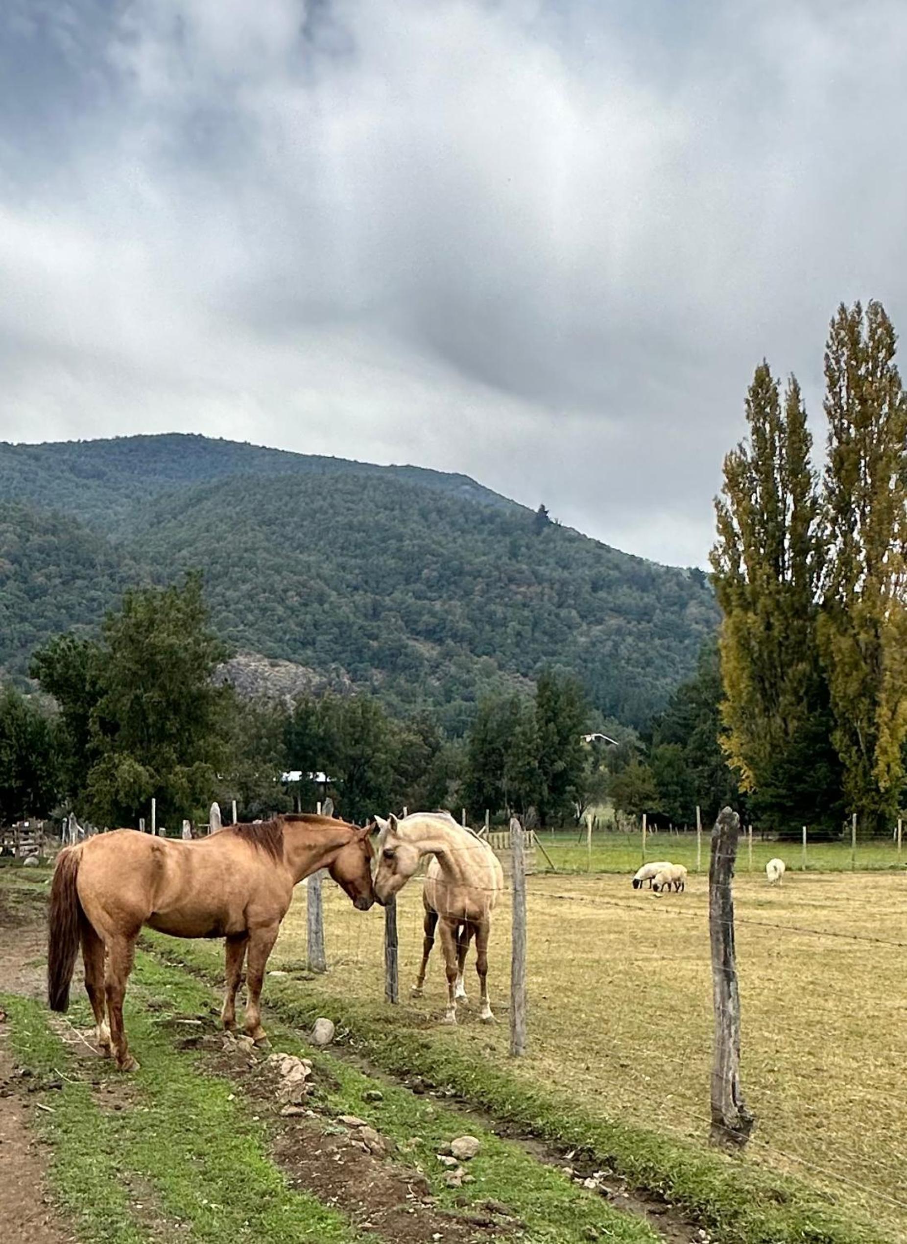 Roqueríos Logde, Tinaja incluida, Antuco