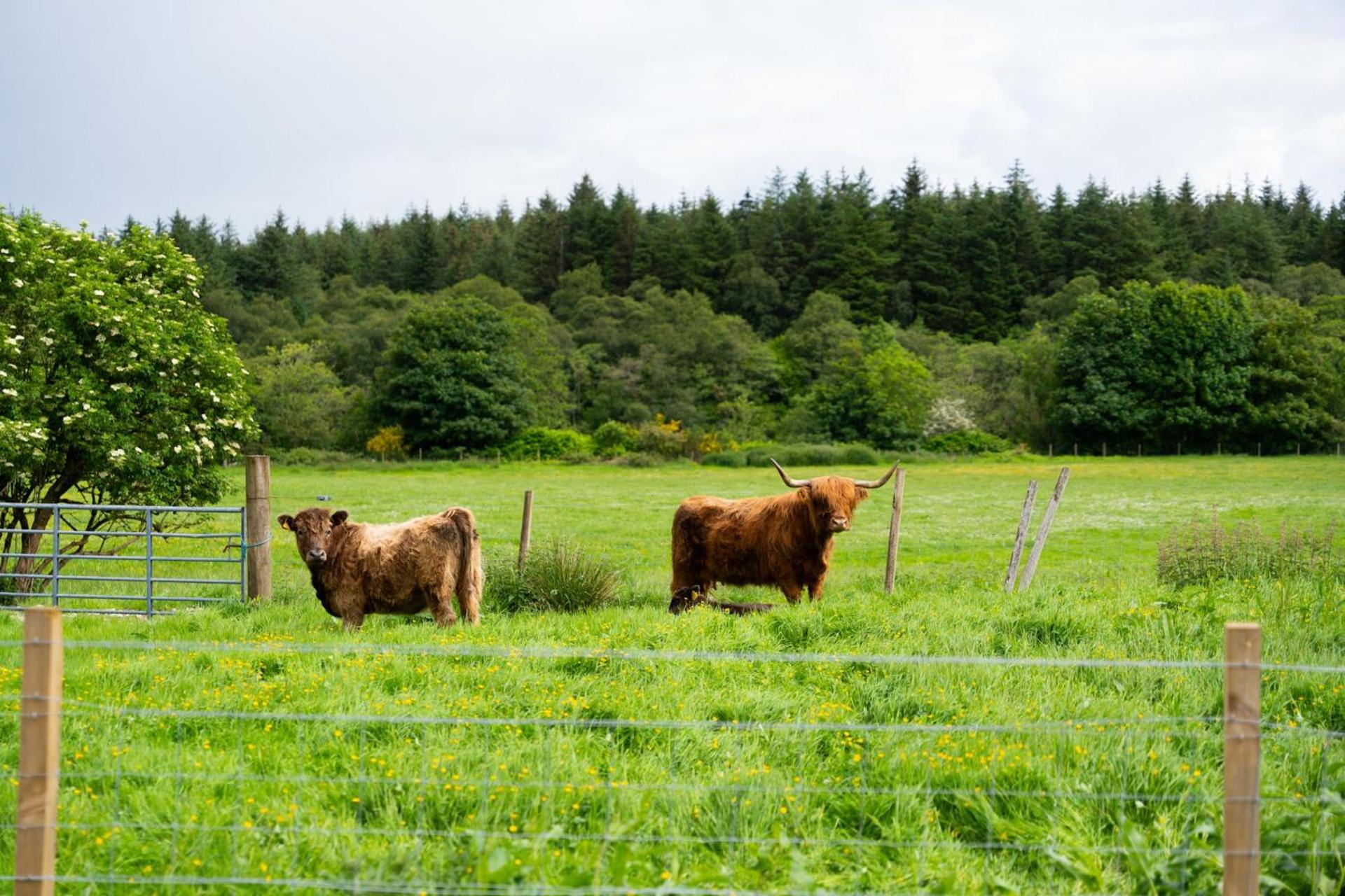 Ben Nevis Pod