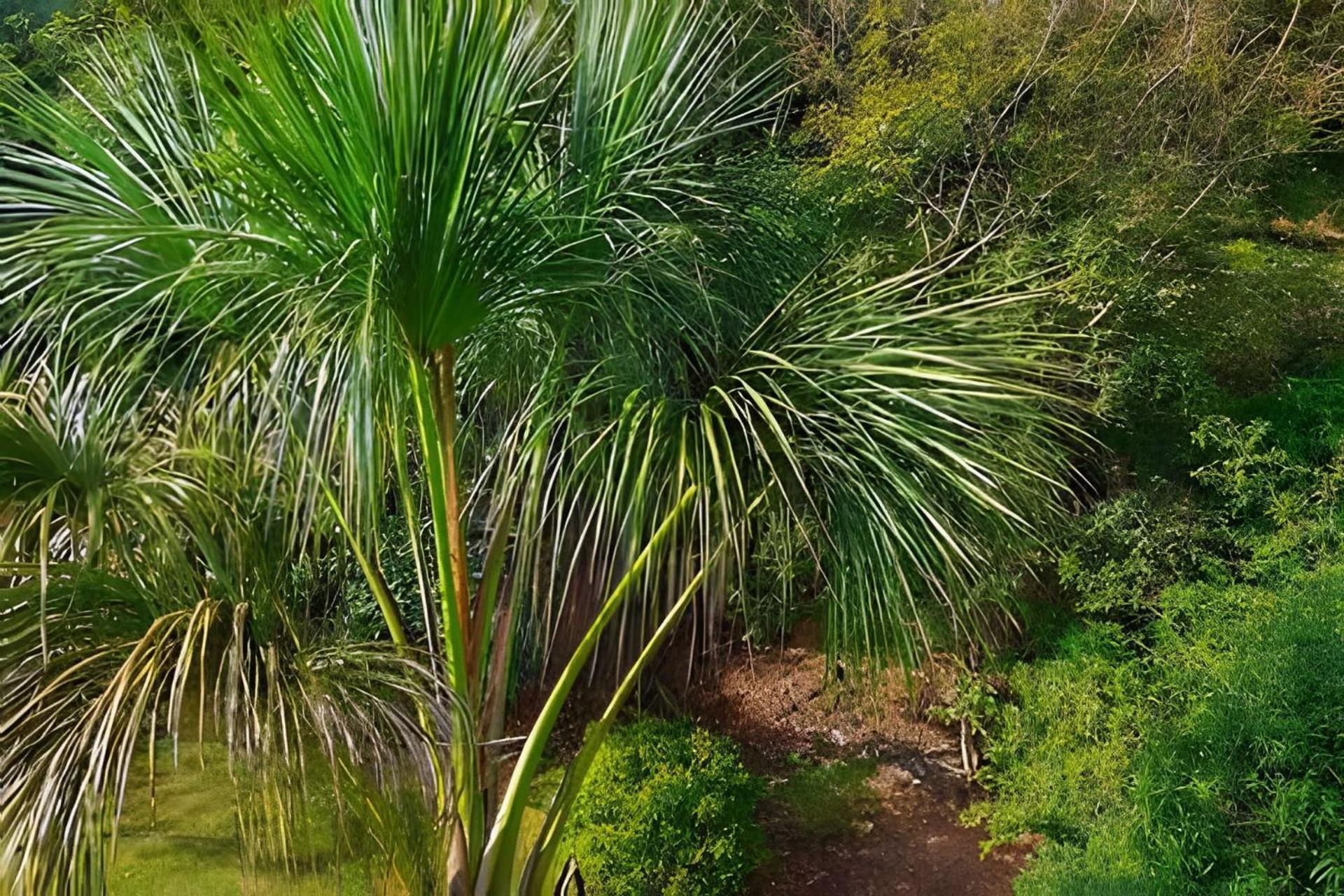 Chácara Meu Pé de Manacá - conforto e natureza