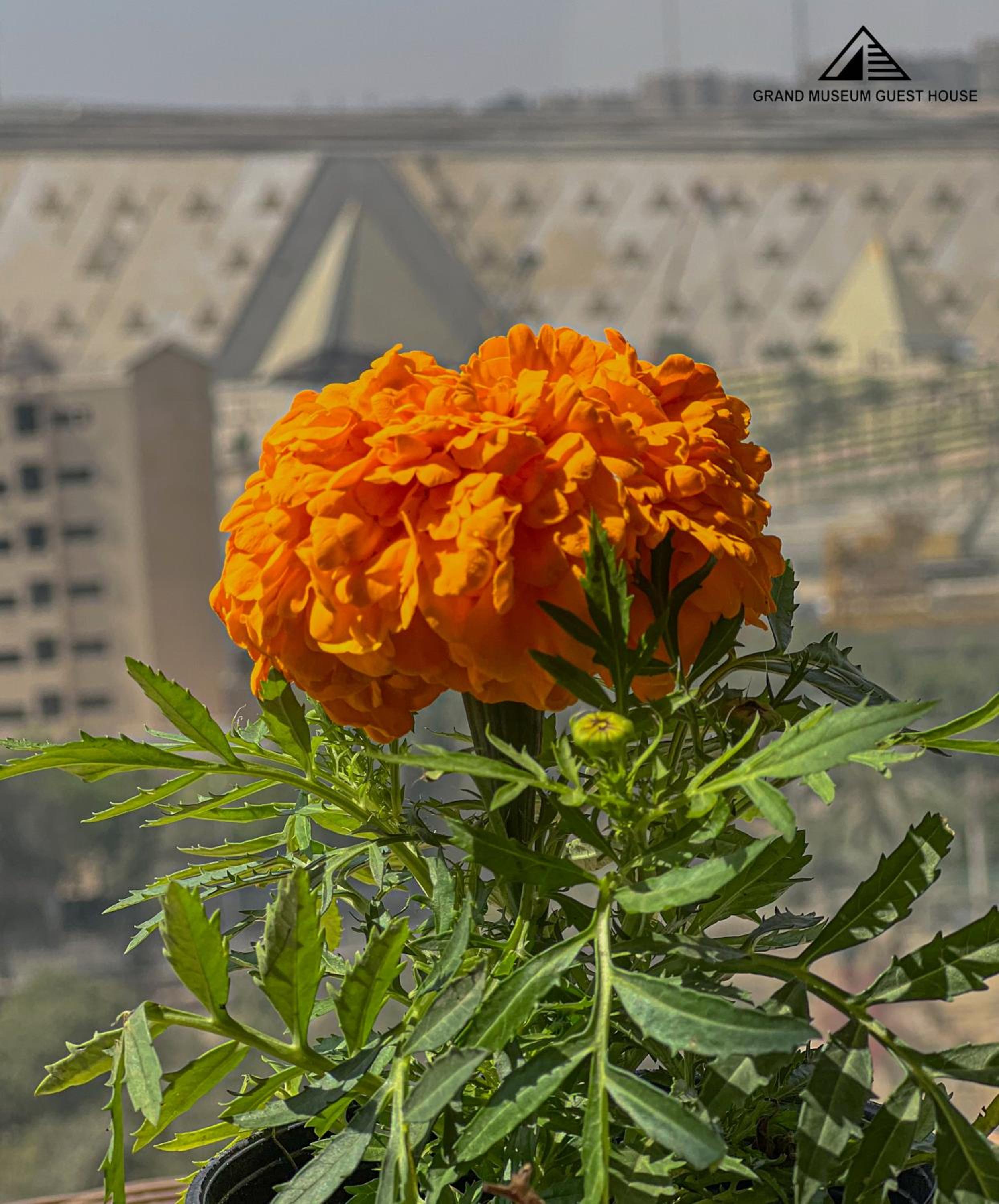Grand Museum Hotel & Rooftop
