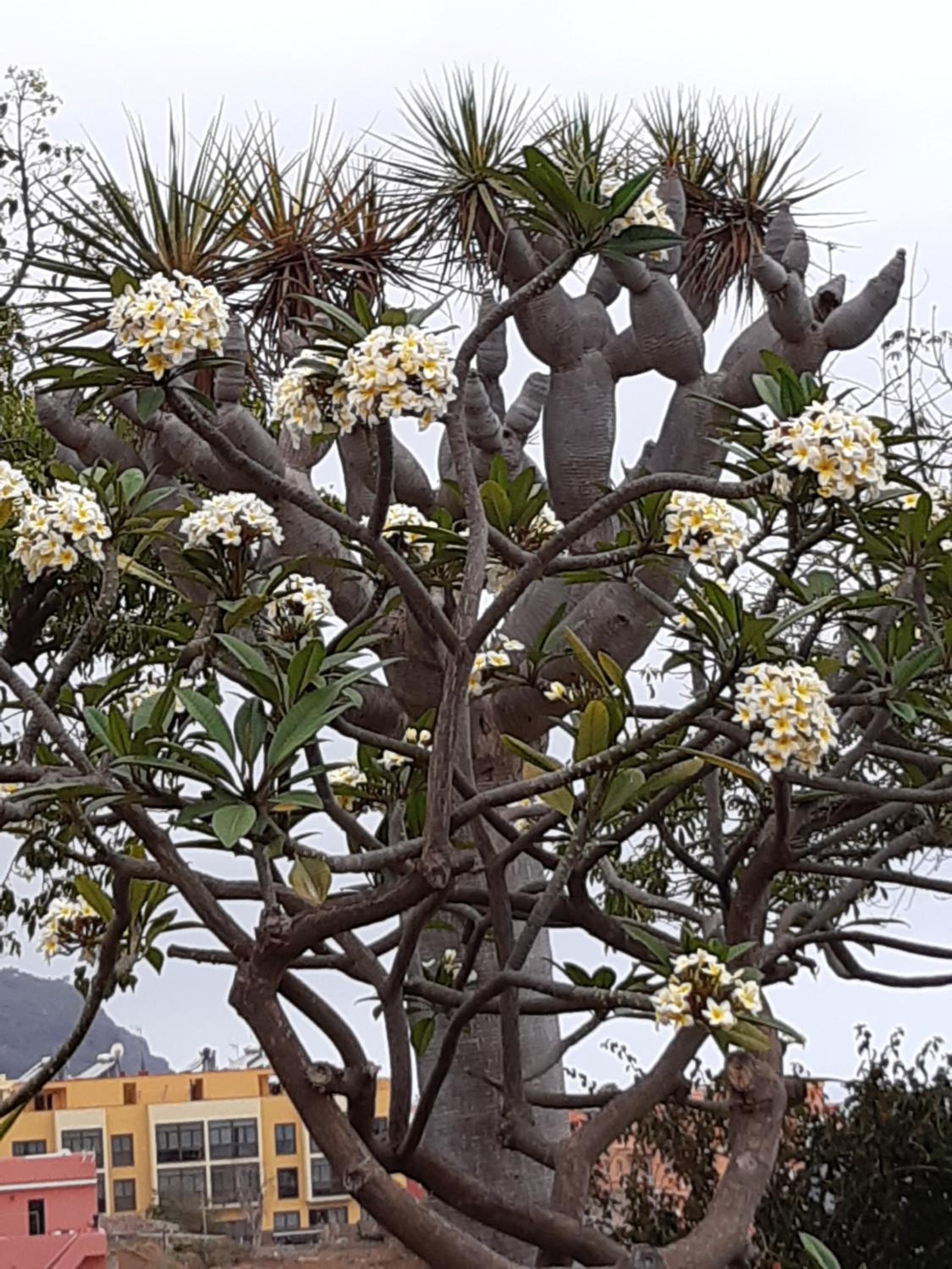 La Perla Exotica