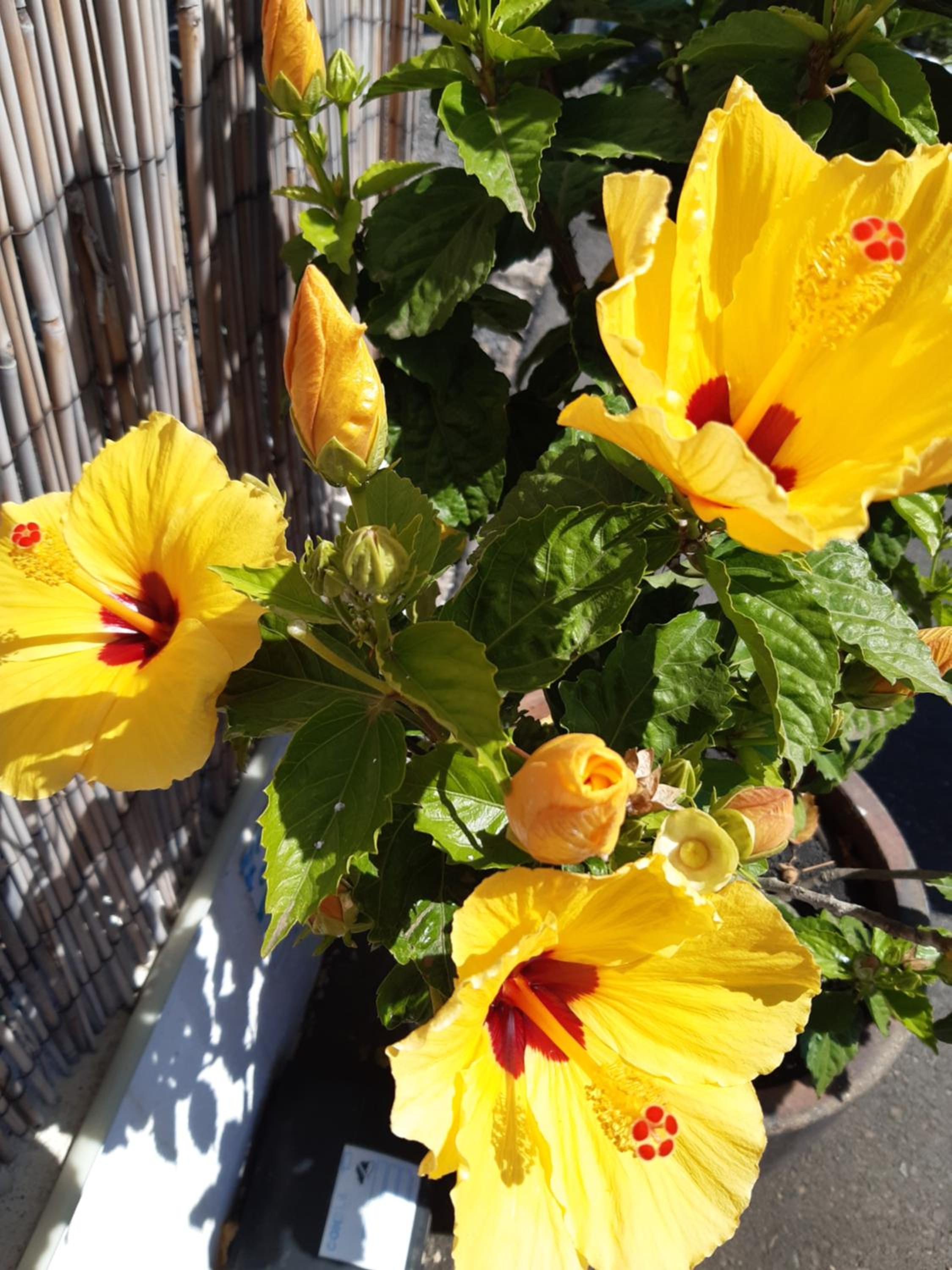 La Perla Exotica