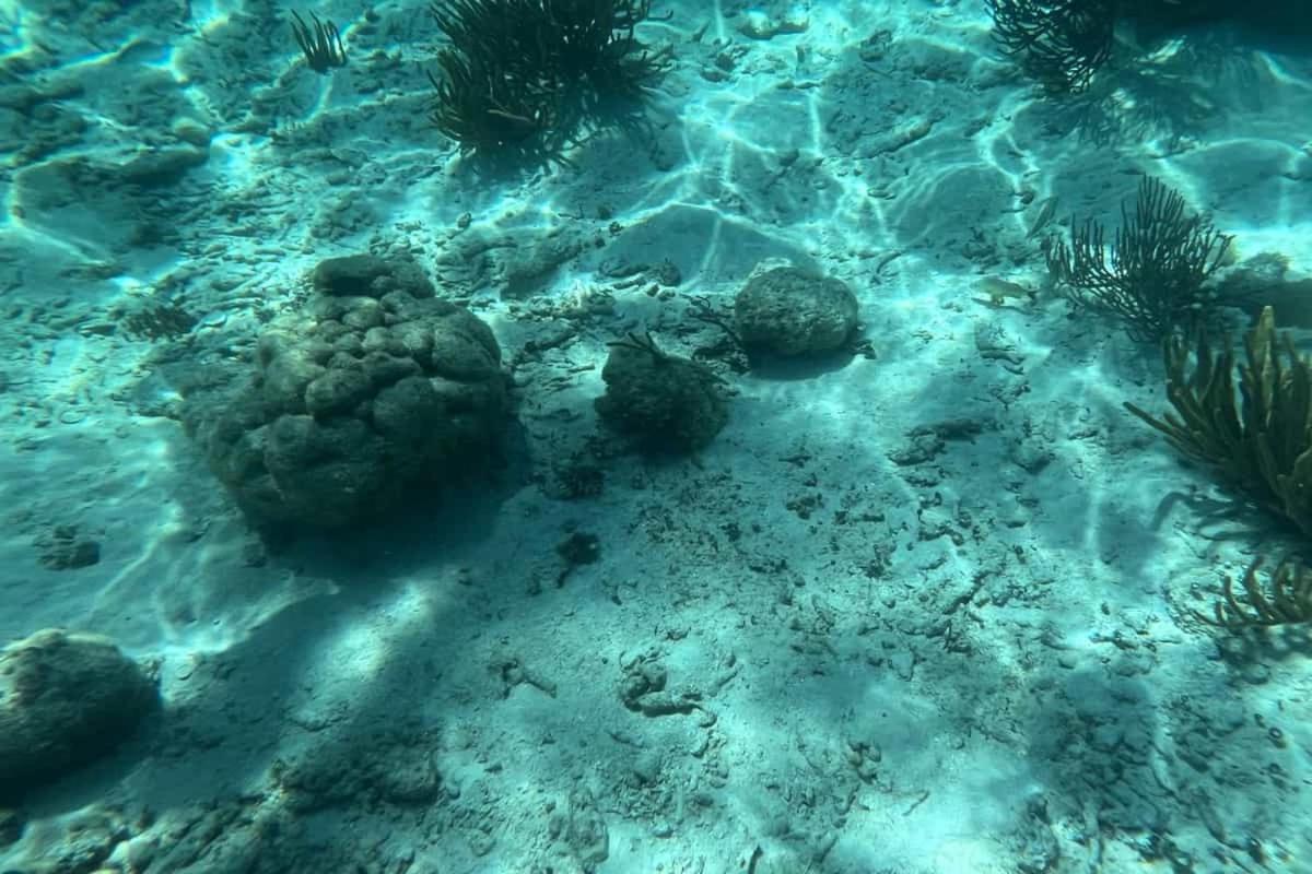 Residences at Barrier Reef 10-3C Oceanfront 2 BR by Stay Floreo