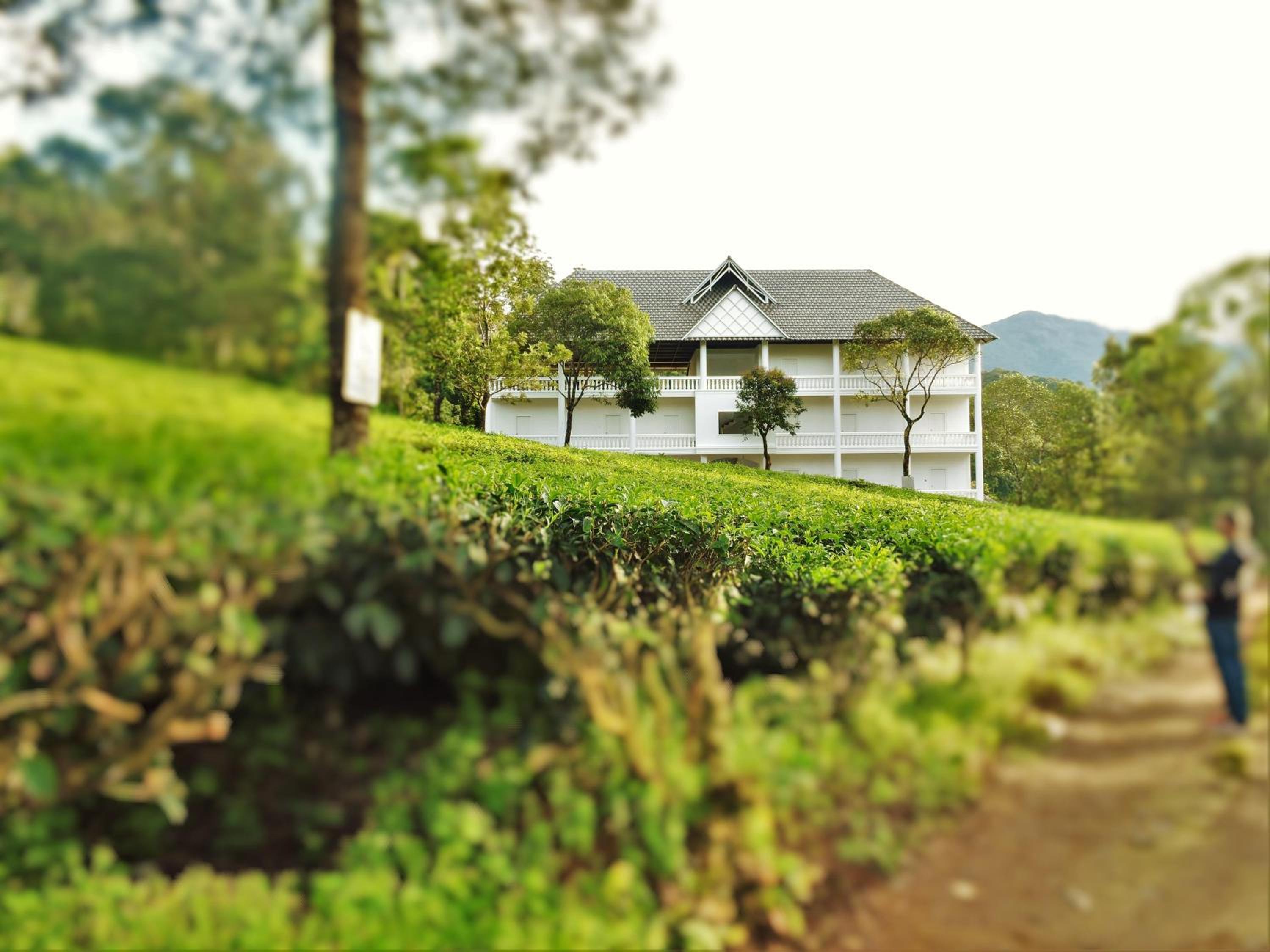 Tea Harvester
