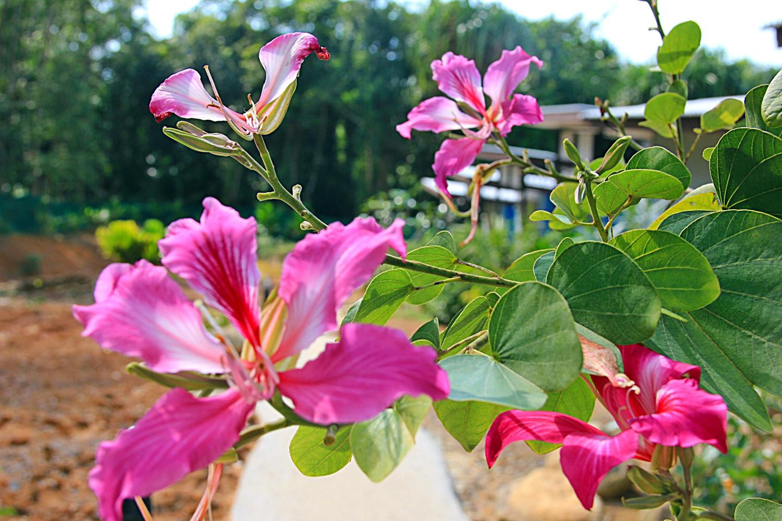 Chomphu Resort