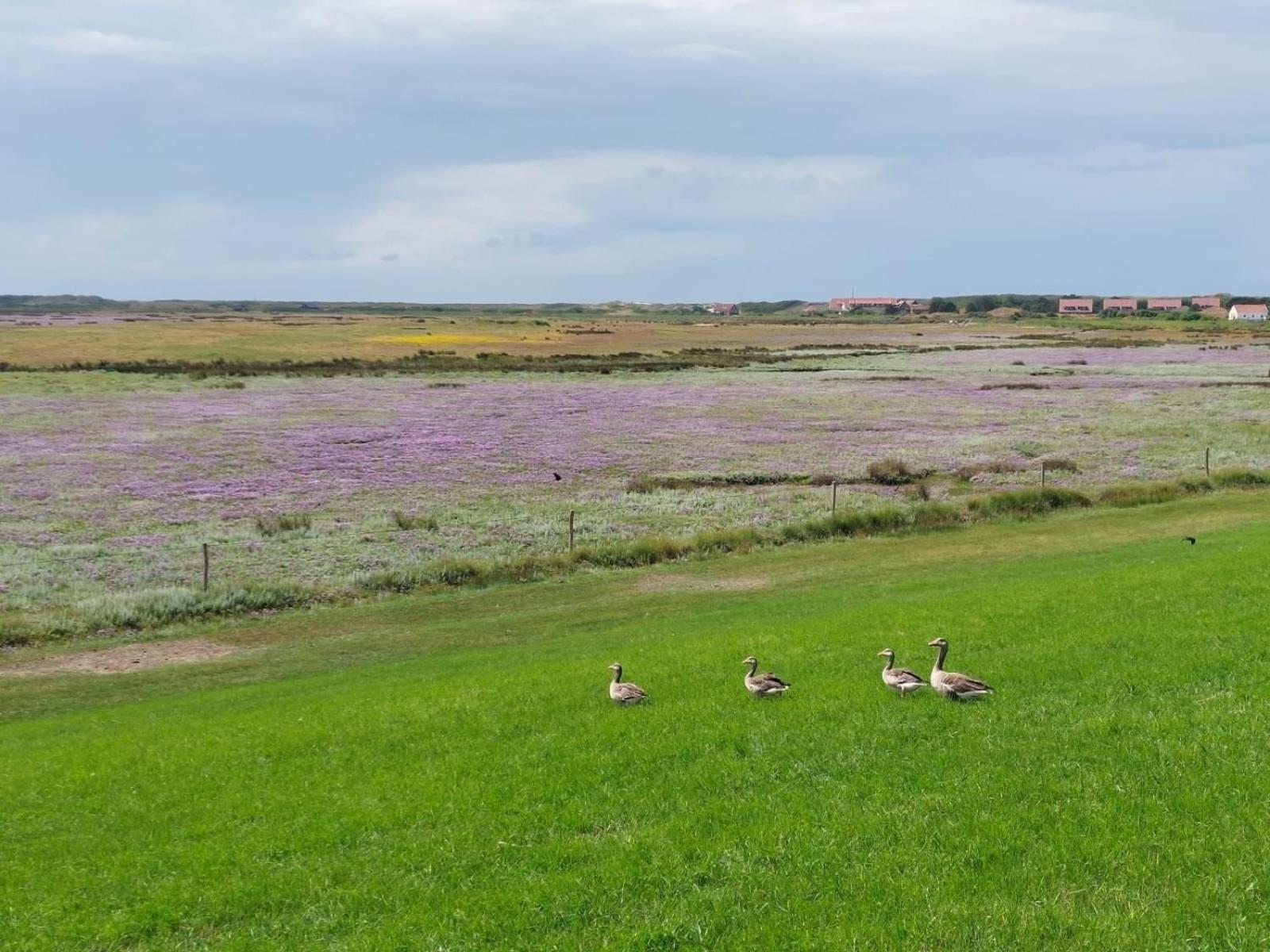 Friesenrose Nord