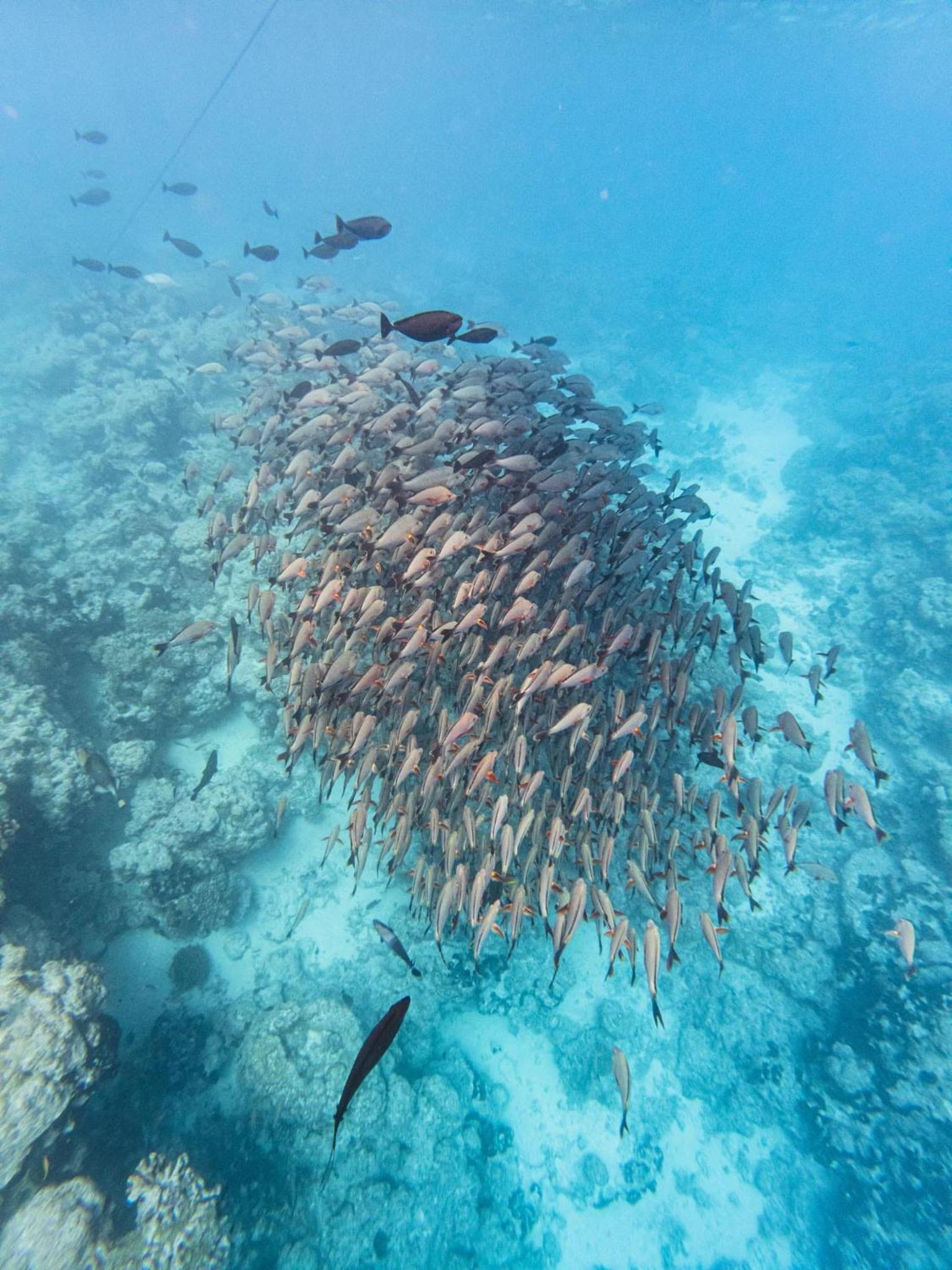 Kinakamo Lodge et Activités Rangiroa