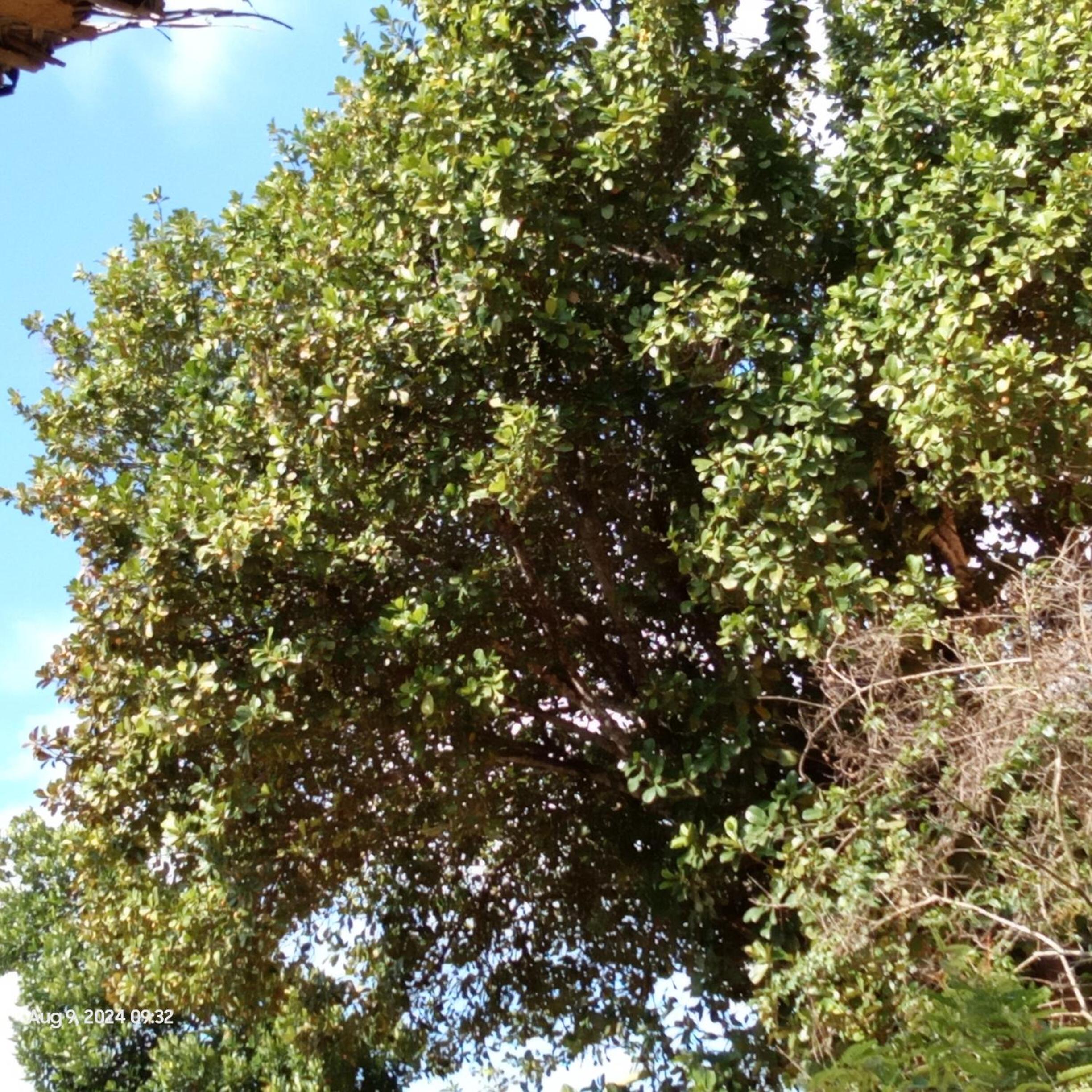 Dillenia canopy