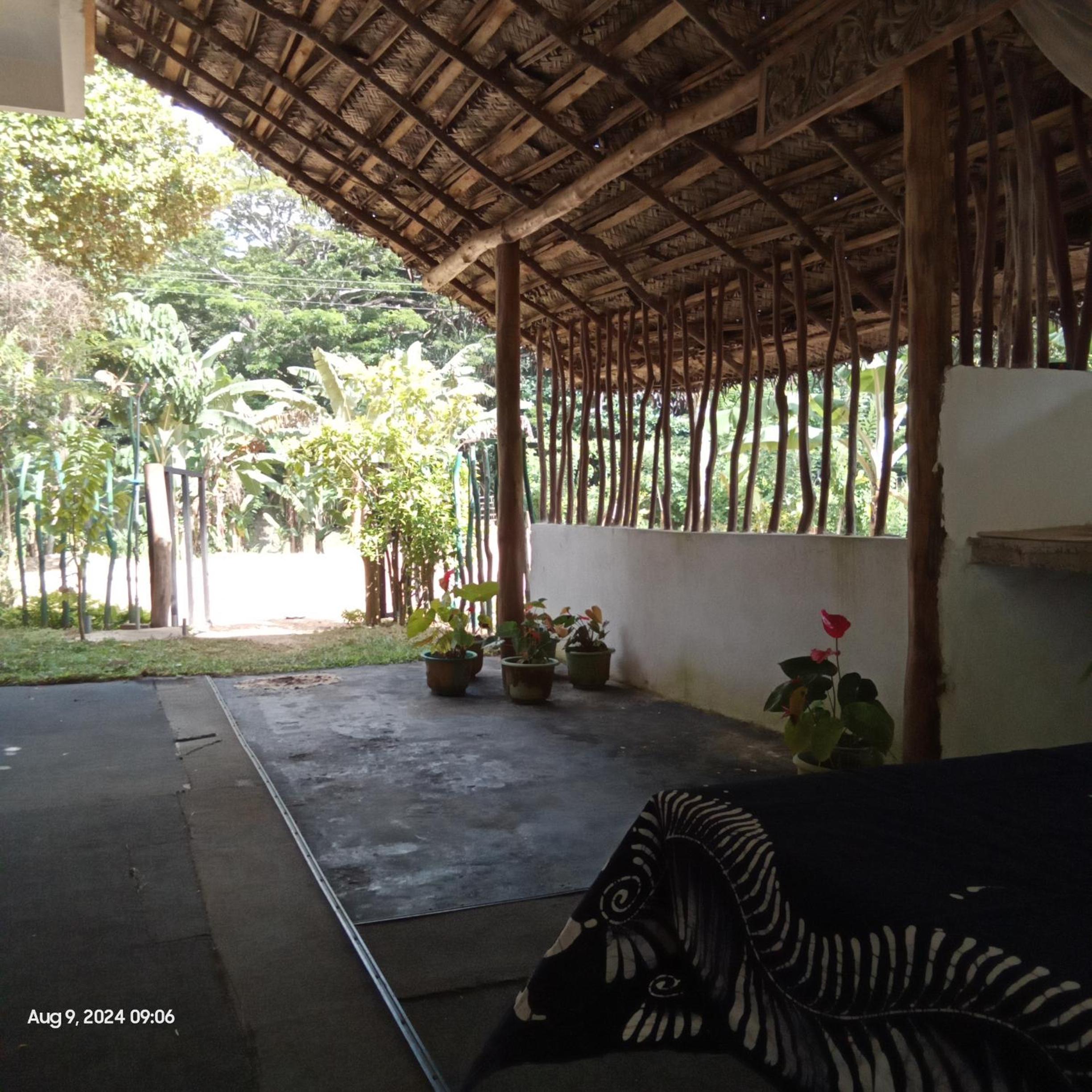 Dillenia canopy