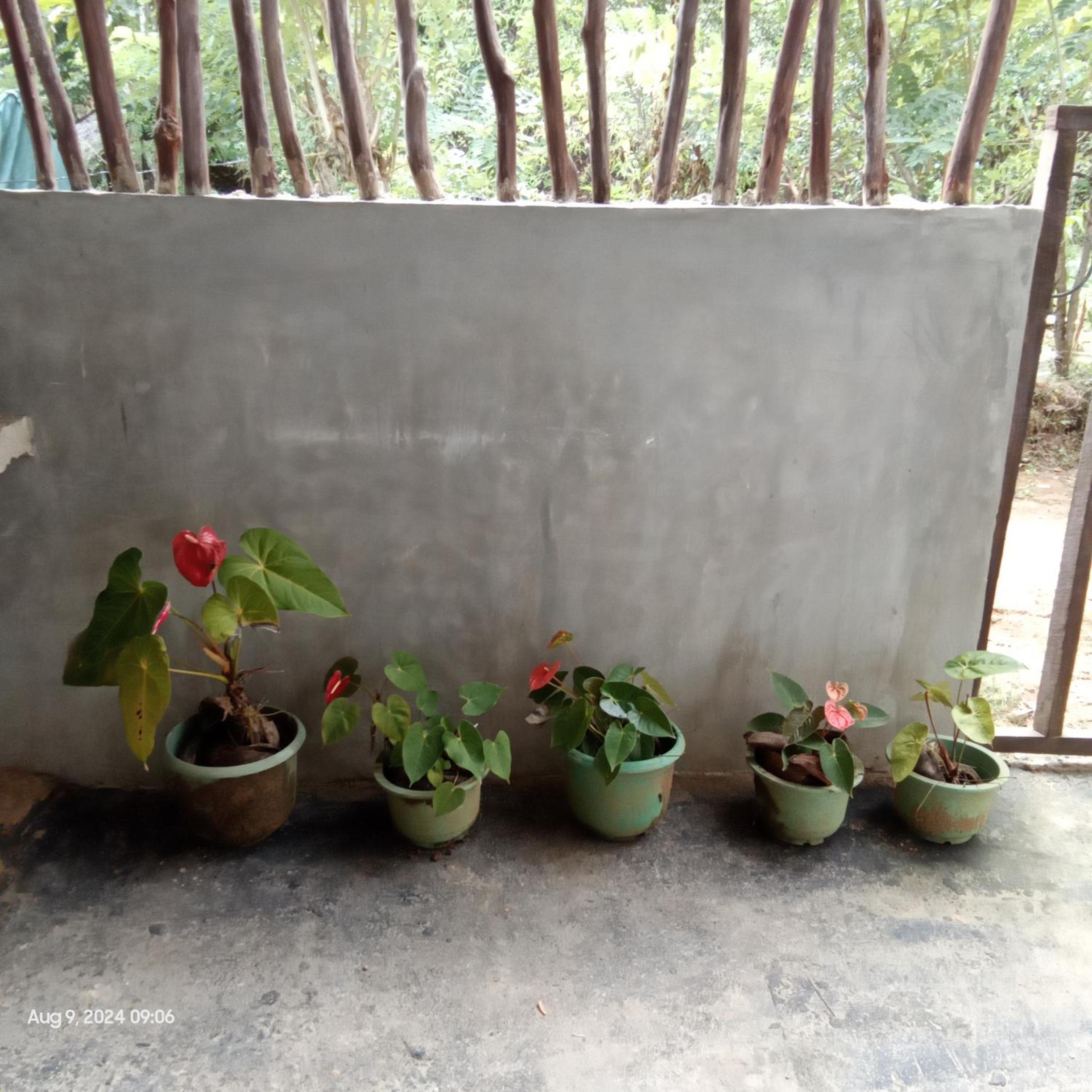 Dillenia canopy