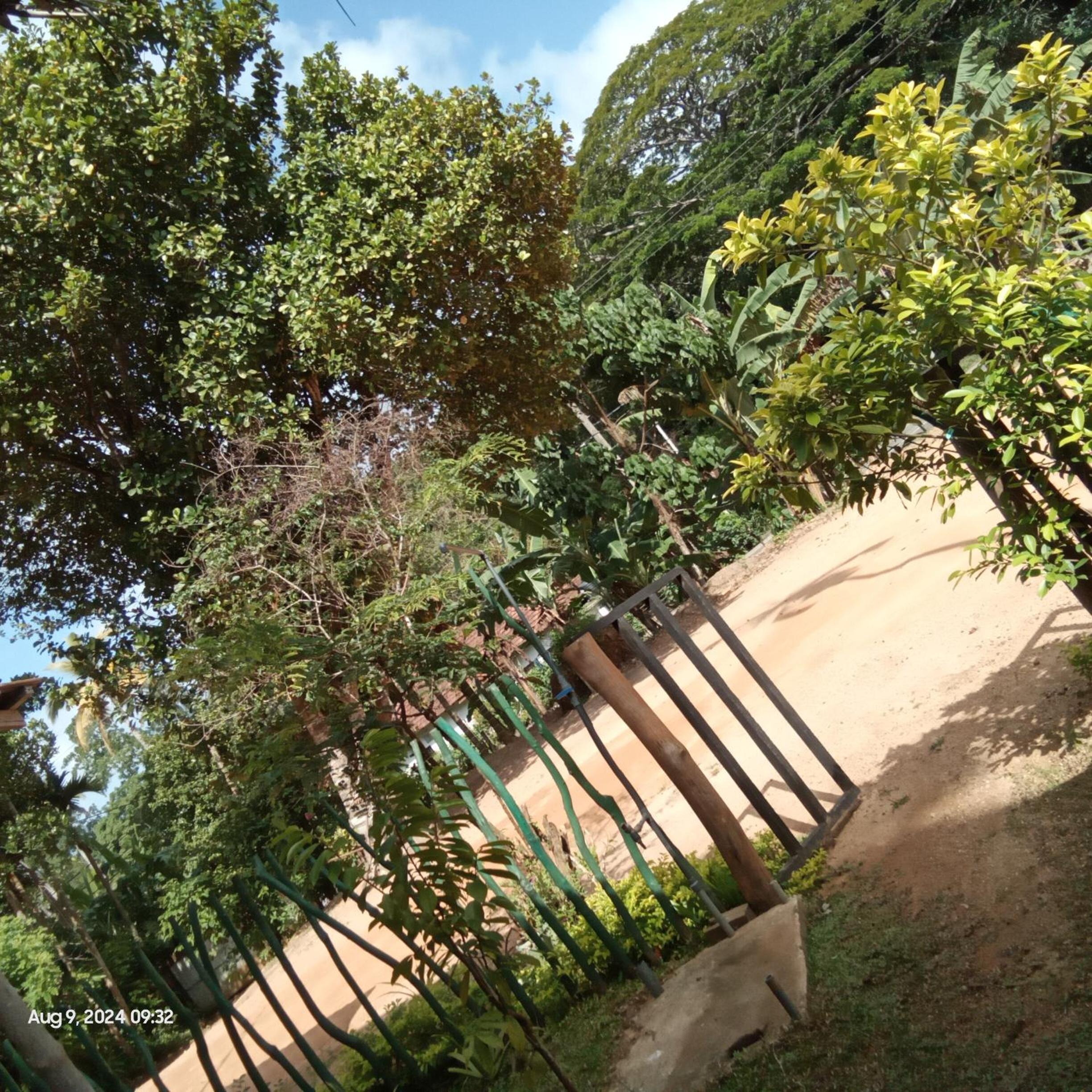 Dillenia canopy