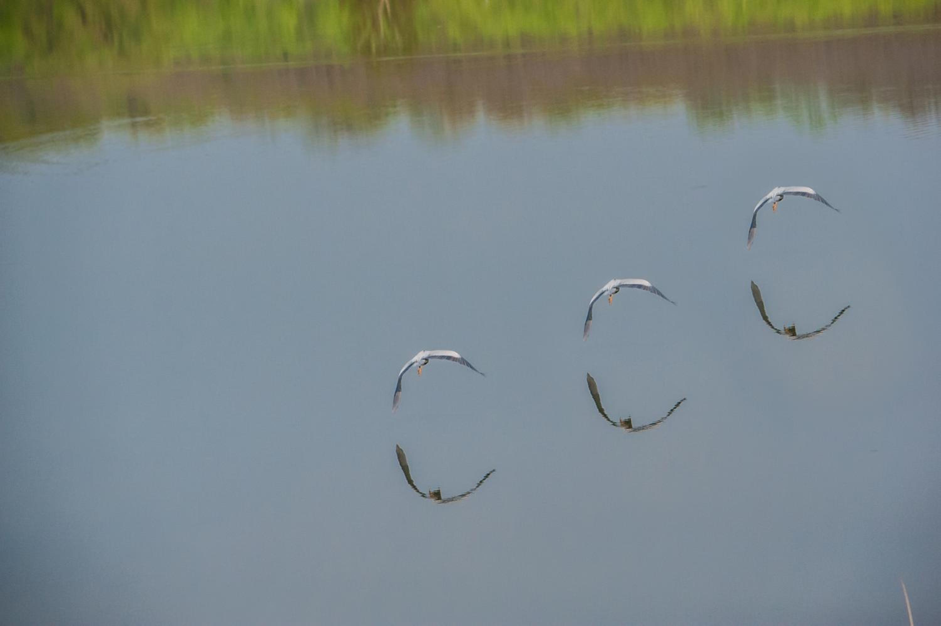 Laguna Verde
