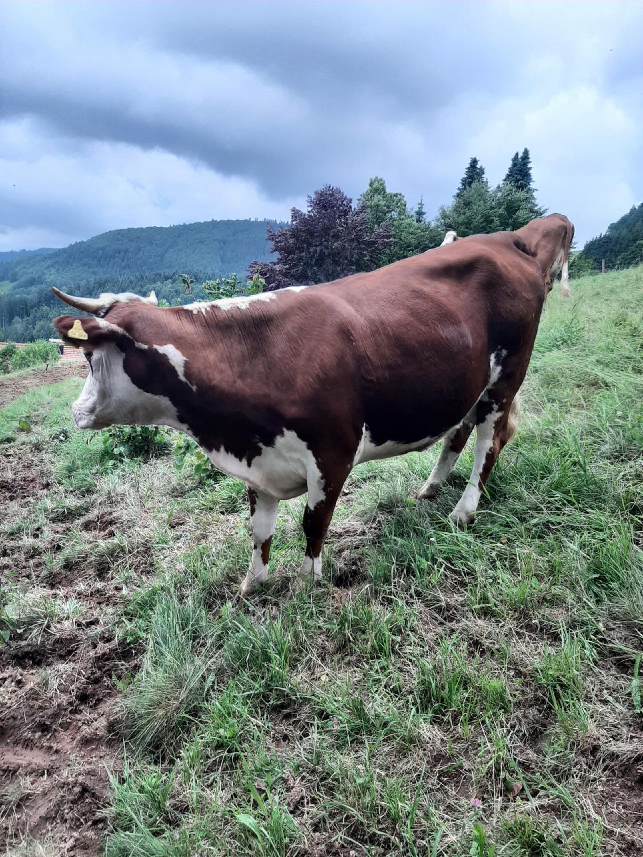 Ferienwohnung am Belchen