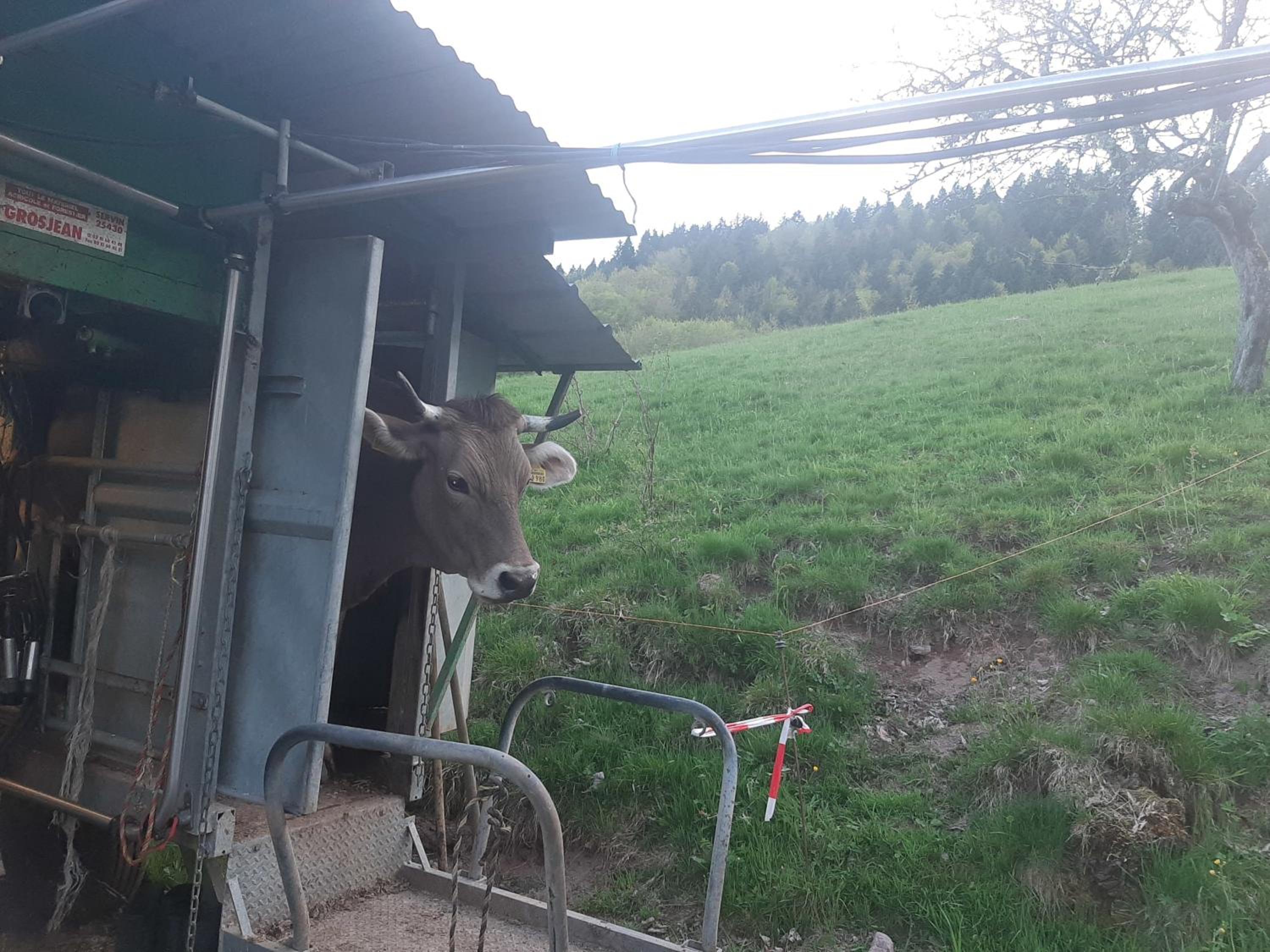 Ferienwohnung am Belchen