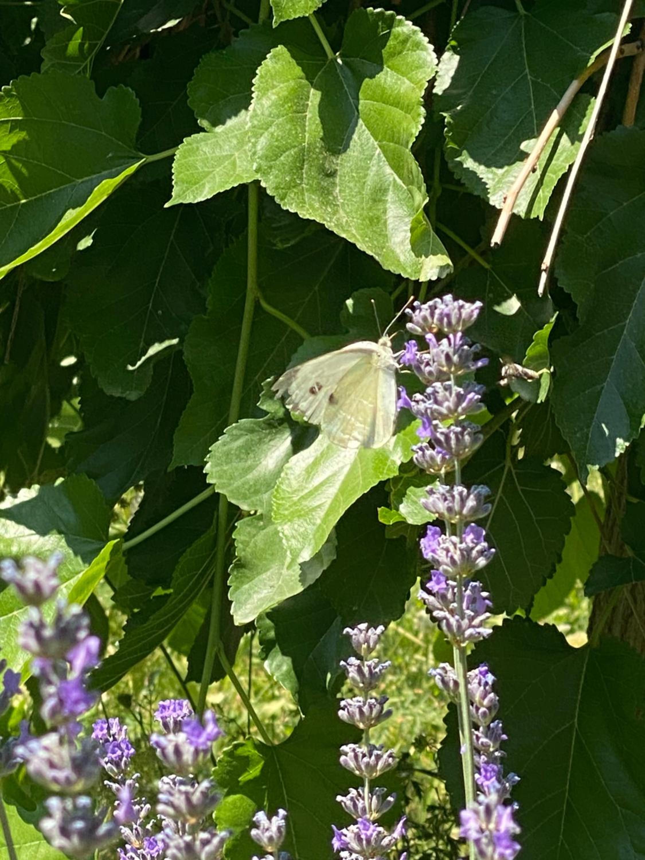 Kemal's Guest House - Image 52