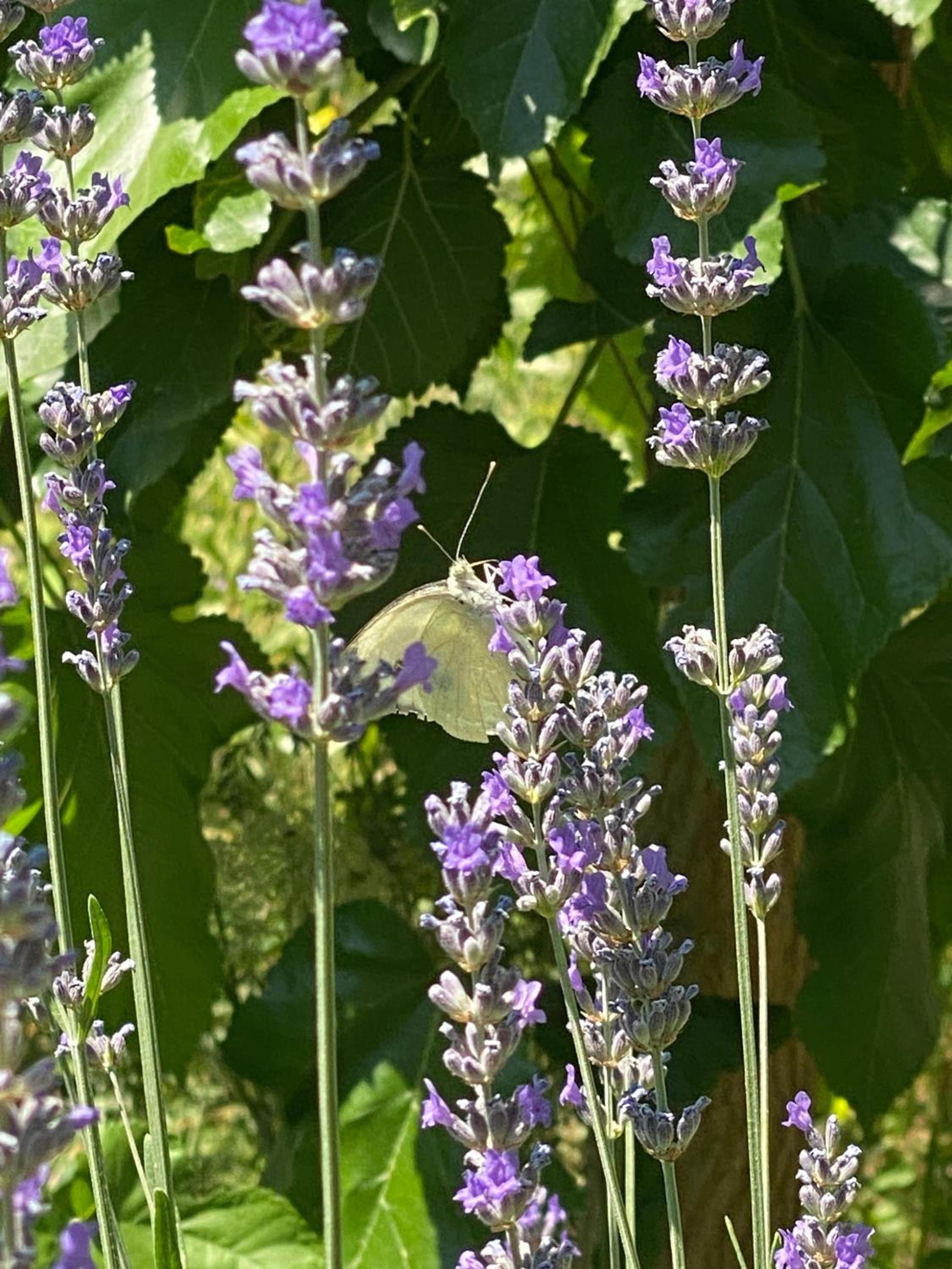 Kemal's Guest House - Image 93