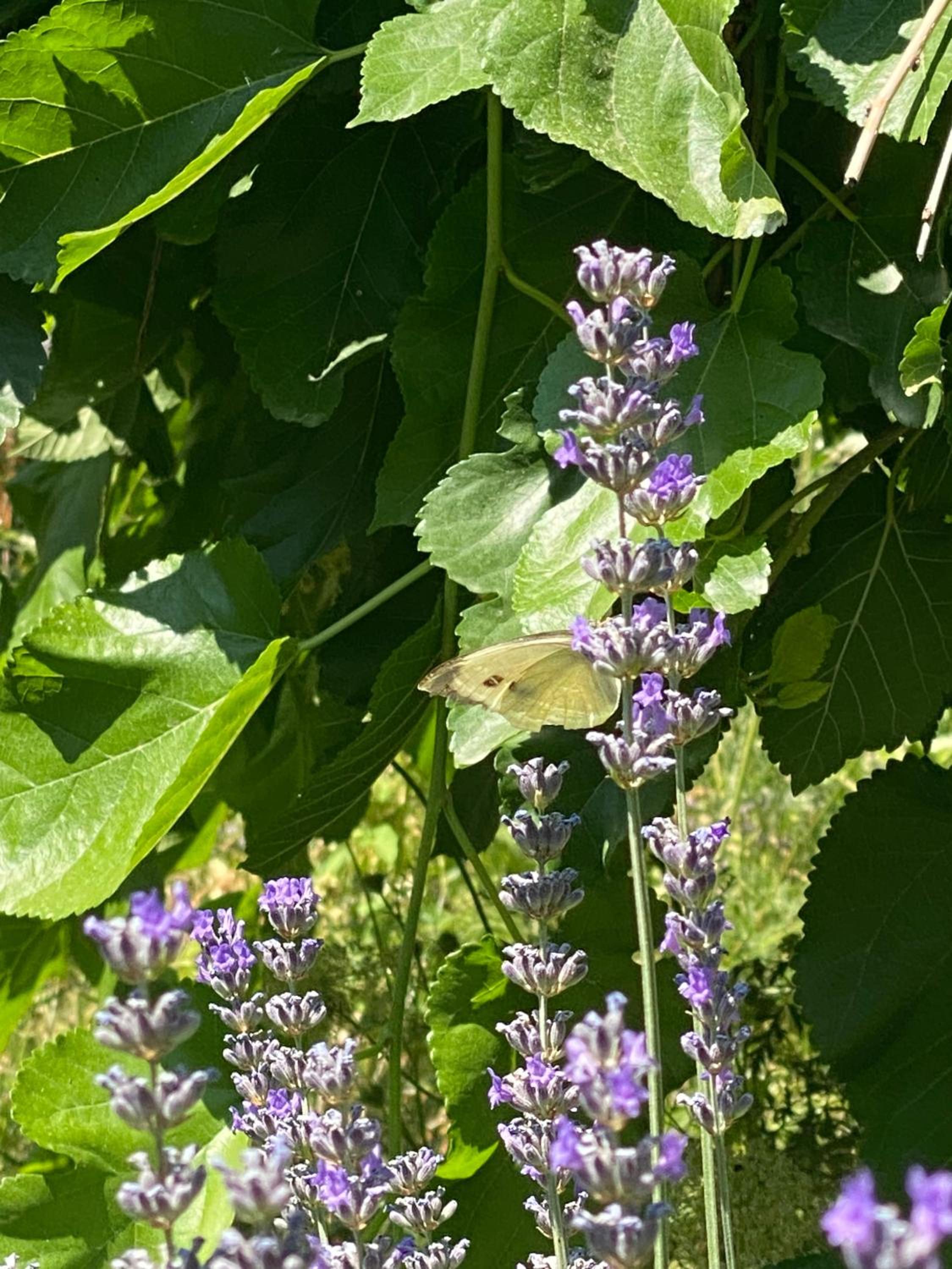 Kemal's Guest House - Image 41