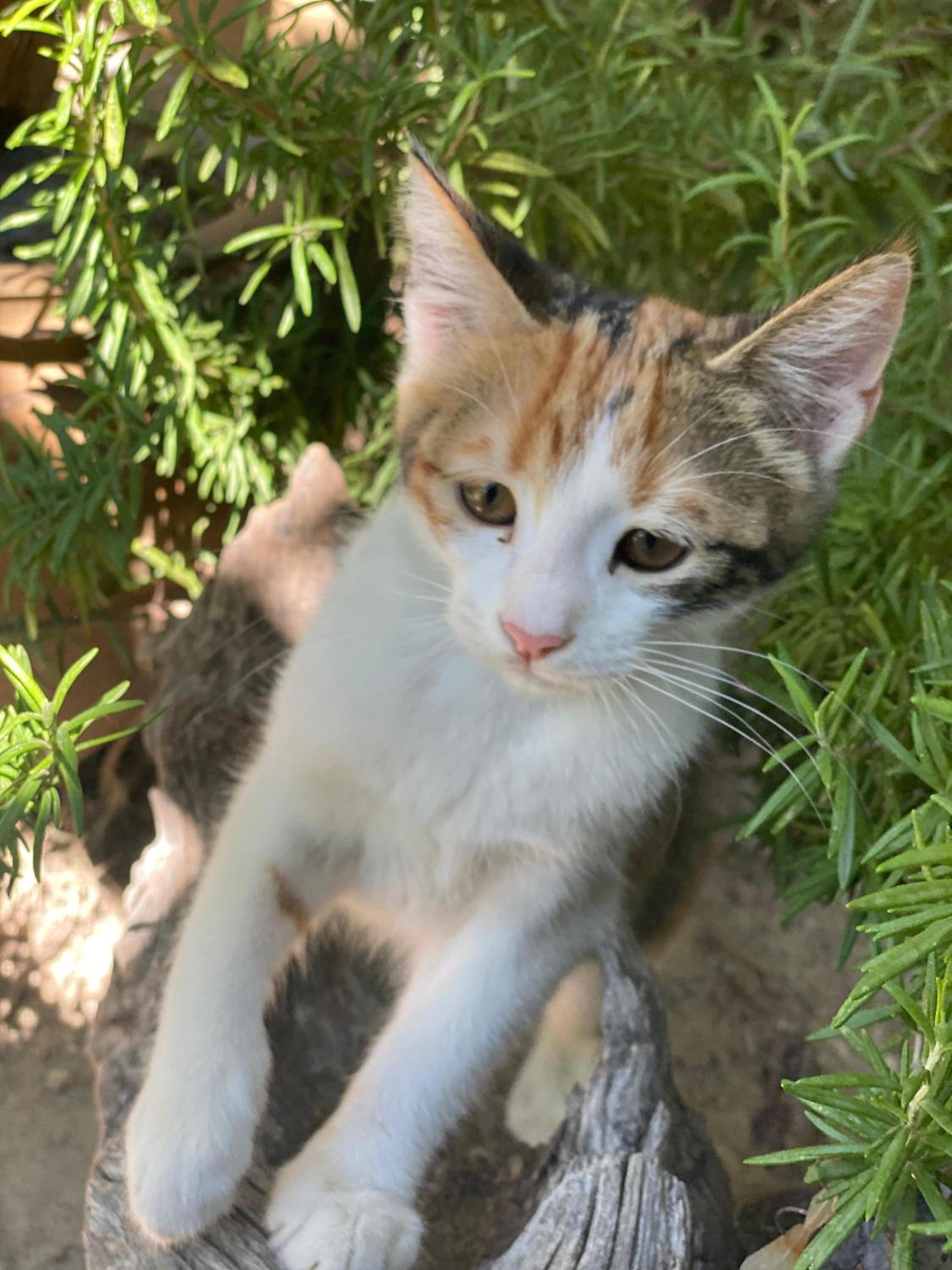 Kemal's Guest House - Image 57