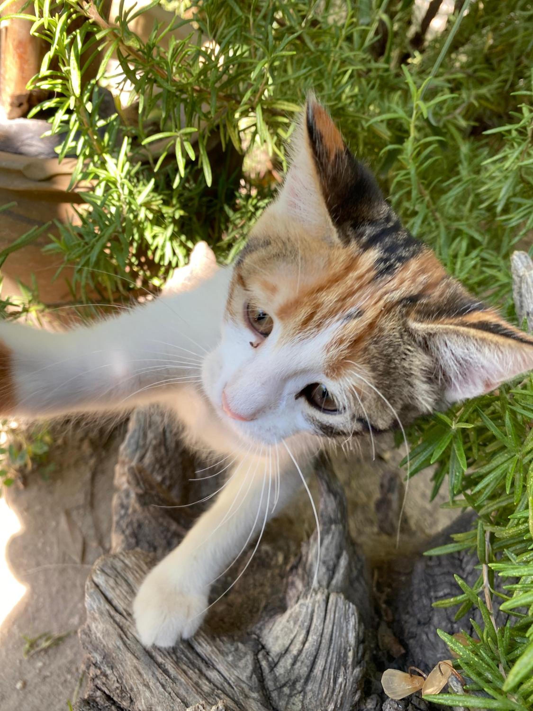 Kemal's Guest House - Image 45