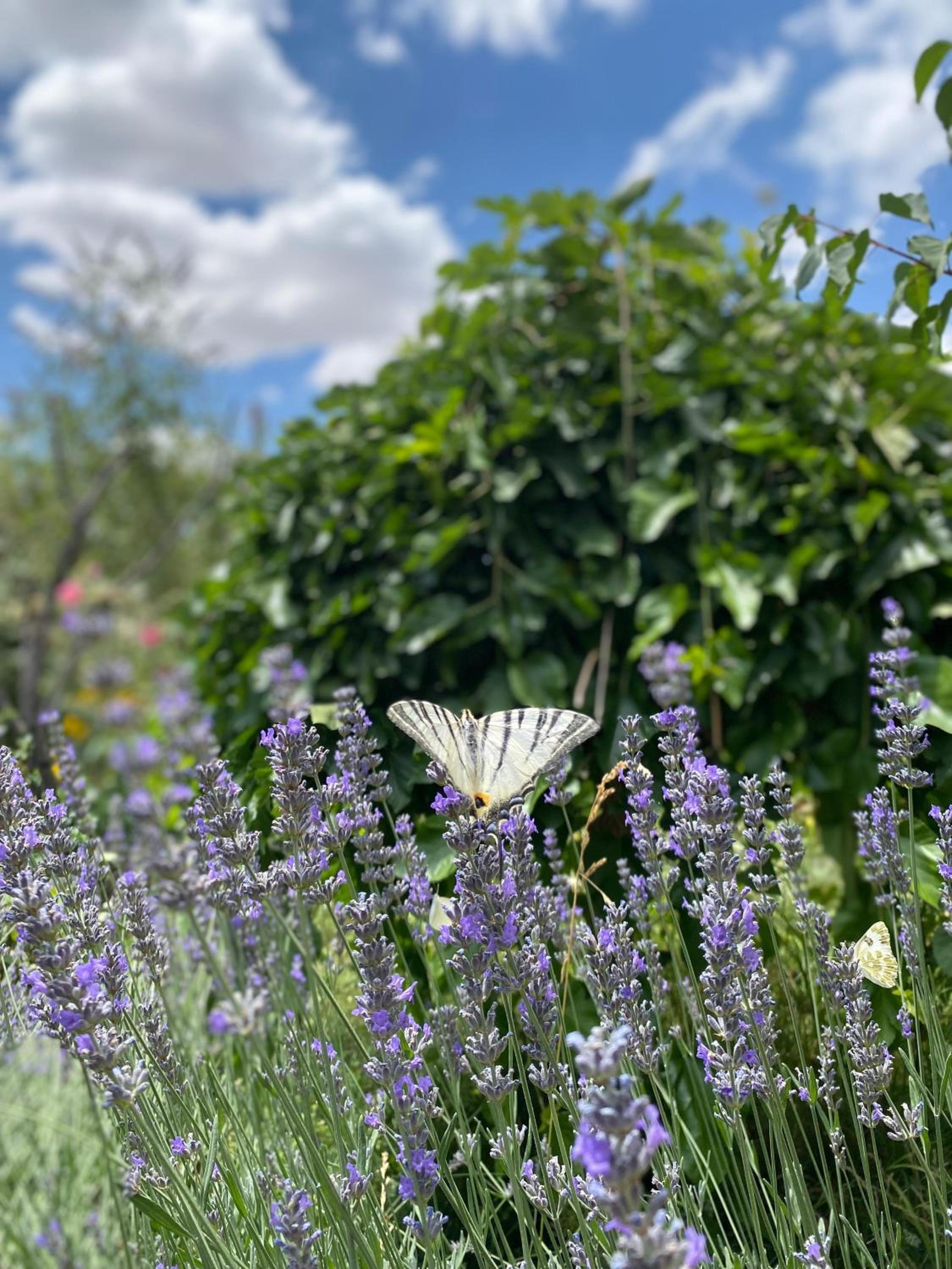 Kemal's Guest House - Image 44