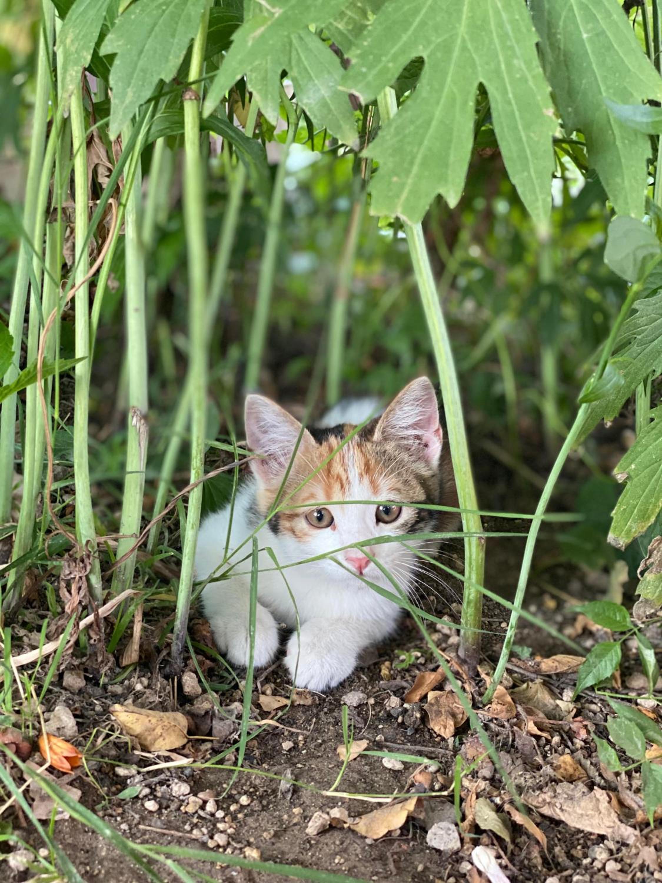 Kemal's Guest House - Image 47