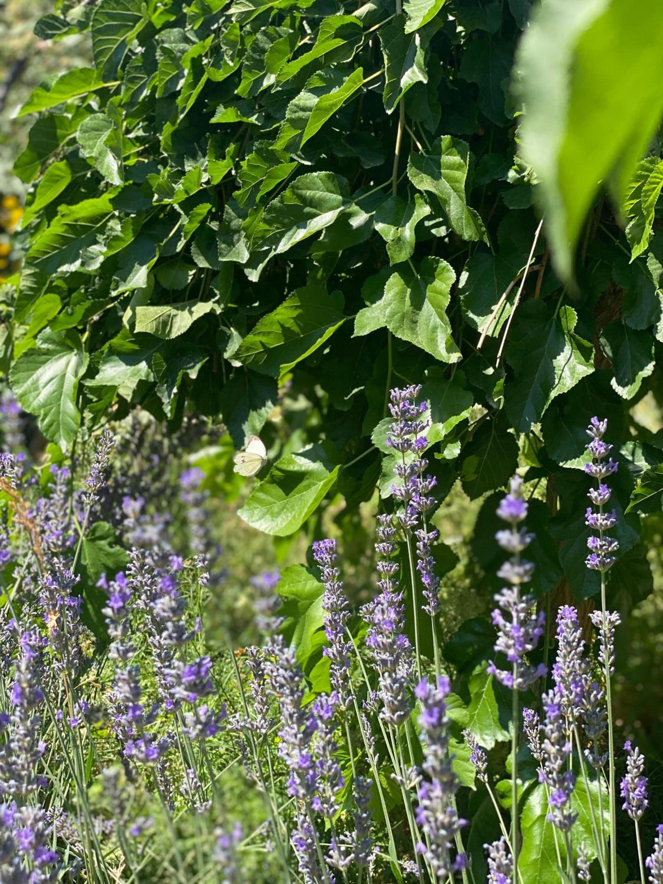 Kemal's Guest House - Image 49