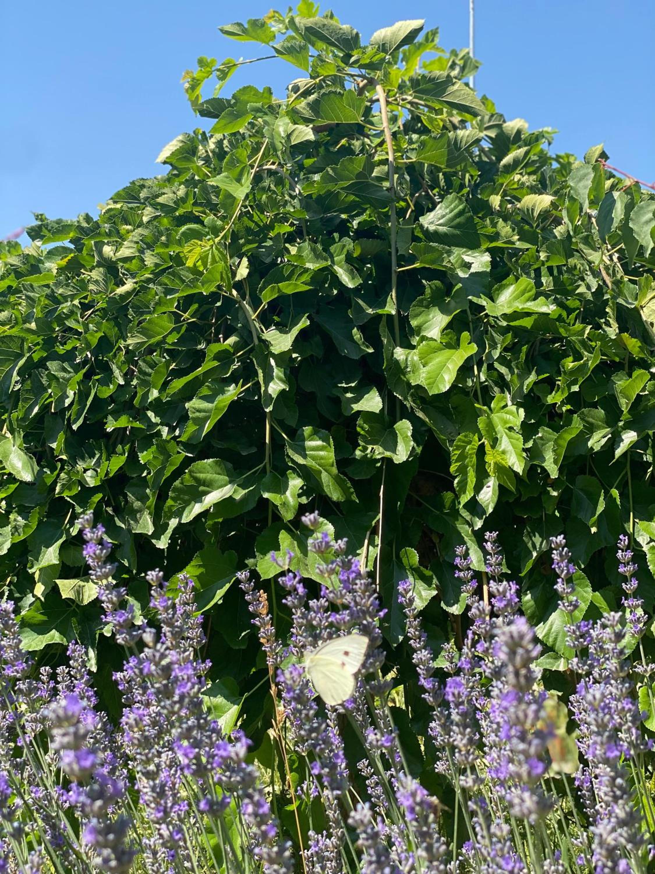 Kemal's Guest House - Image 55