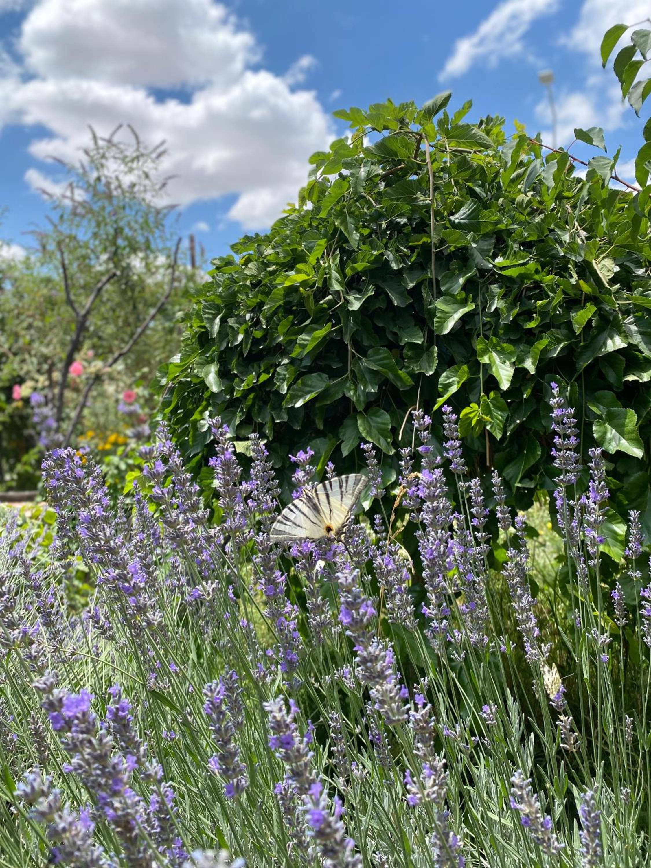 Kemal's Guest House - Image 56