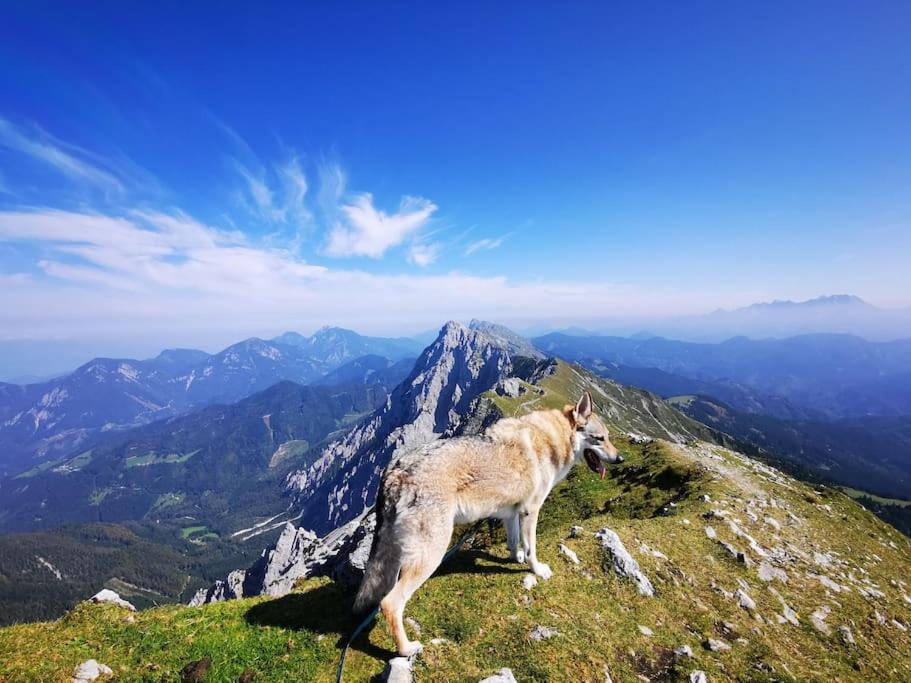 Apartma Matevž