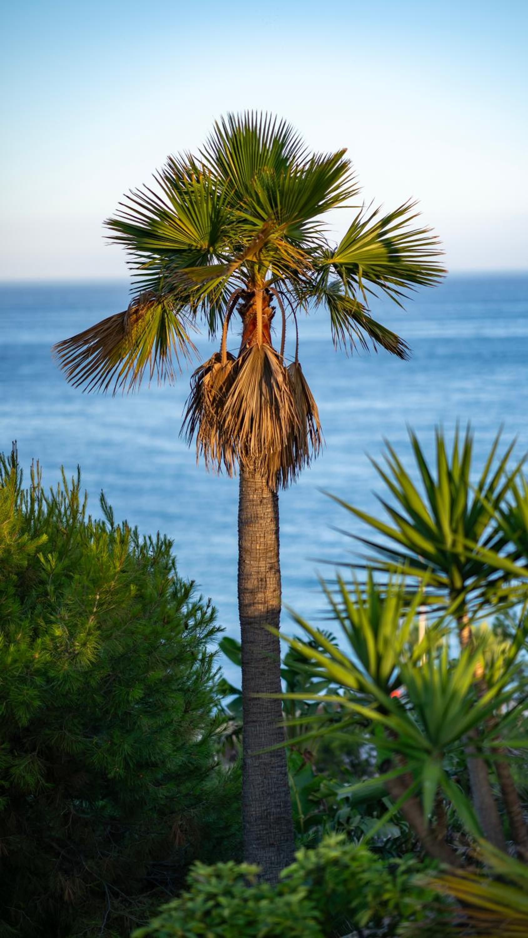 Apartamento en Benalmádena - Coloso